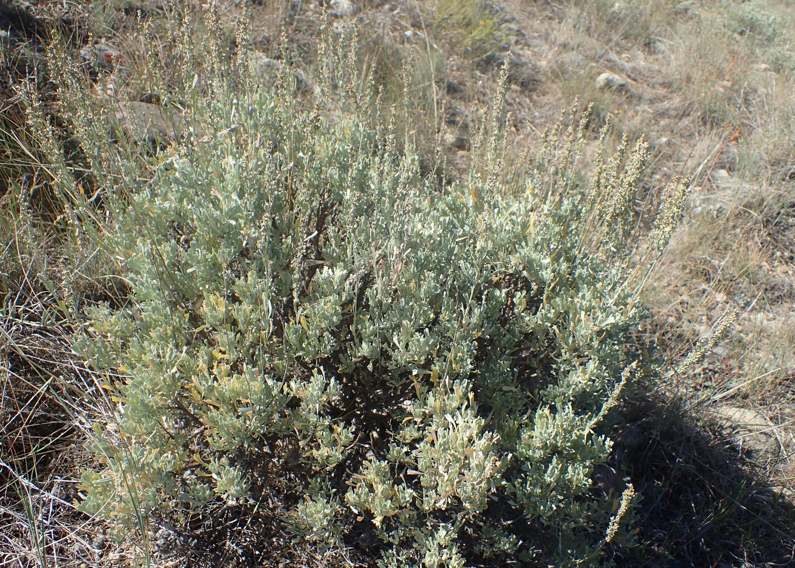 Big Basin Sagebrush (Artemisia Tridentata) — This drought-resistant perennial provides year-round interest and is integral to native and xeric landscapes; is a