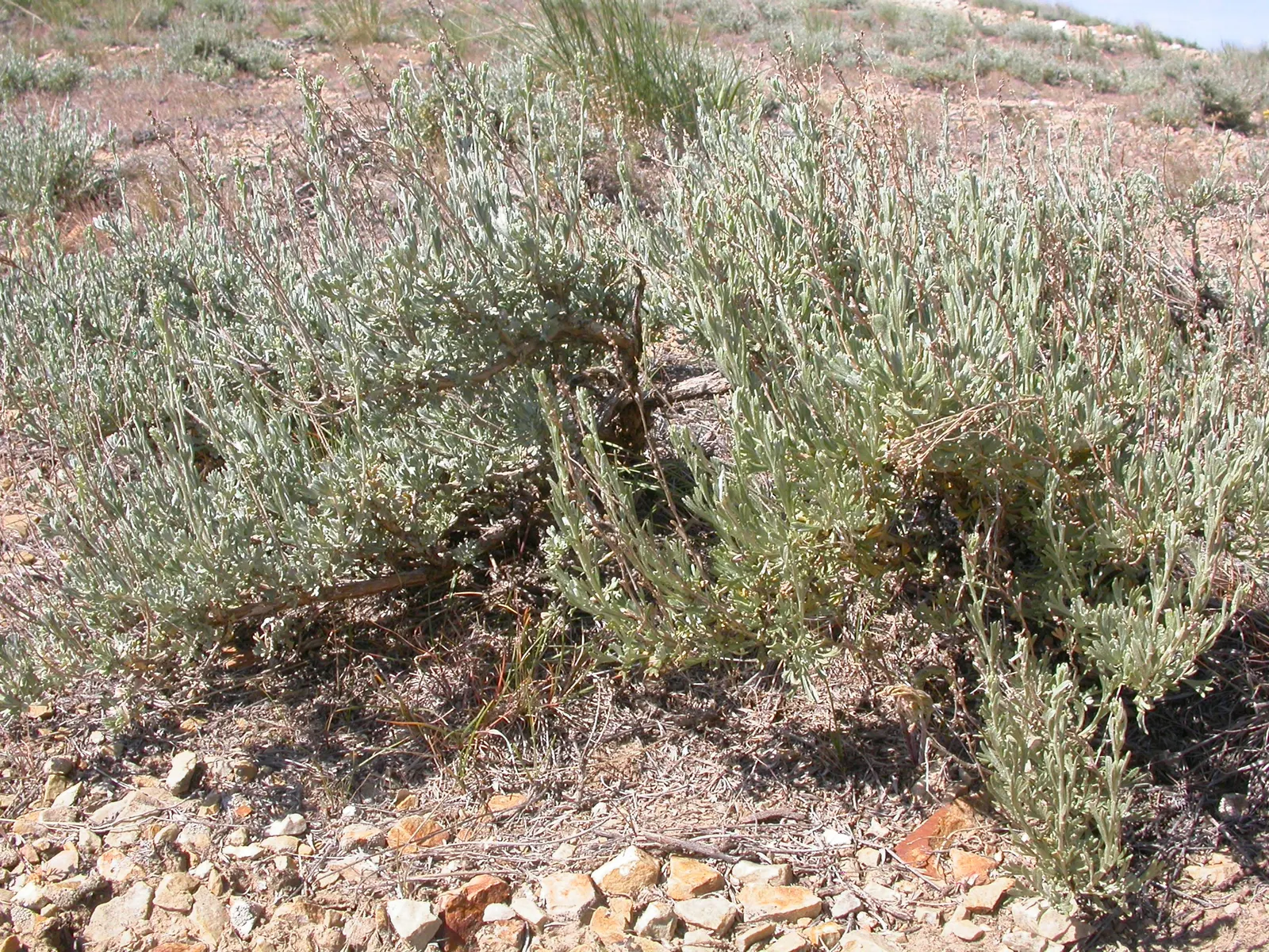 Big Basin Sagebrush (Artemisia Tridentata) — thus contributing to the ecological health of the garden; shrub for full or half, image 69