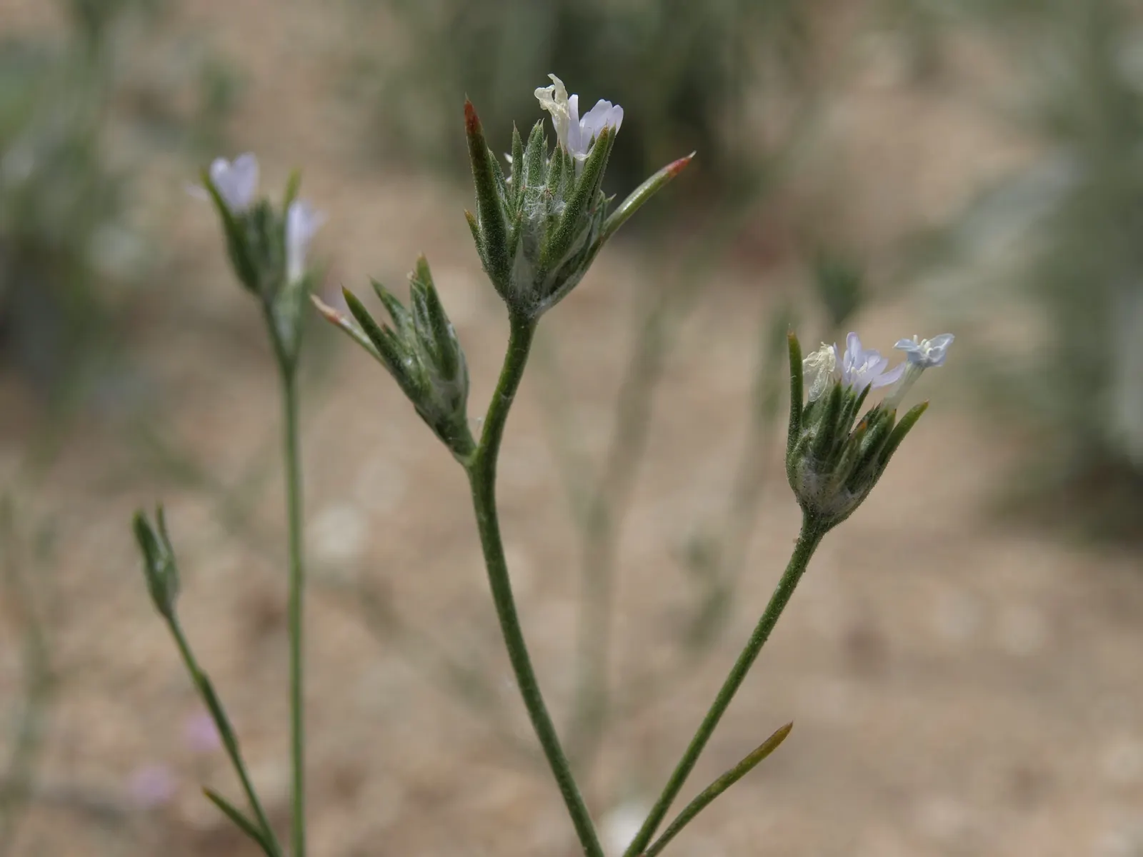 Big Basin Sagebrush (Artemisia Tridentata) — The Big Basin Sagebrush is also an important habitat plant