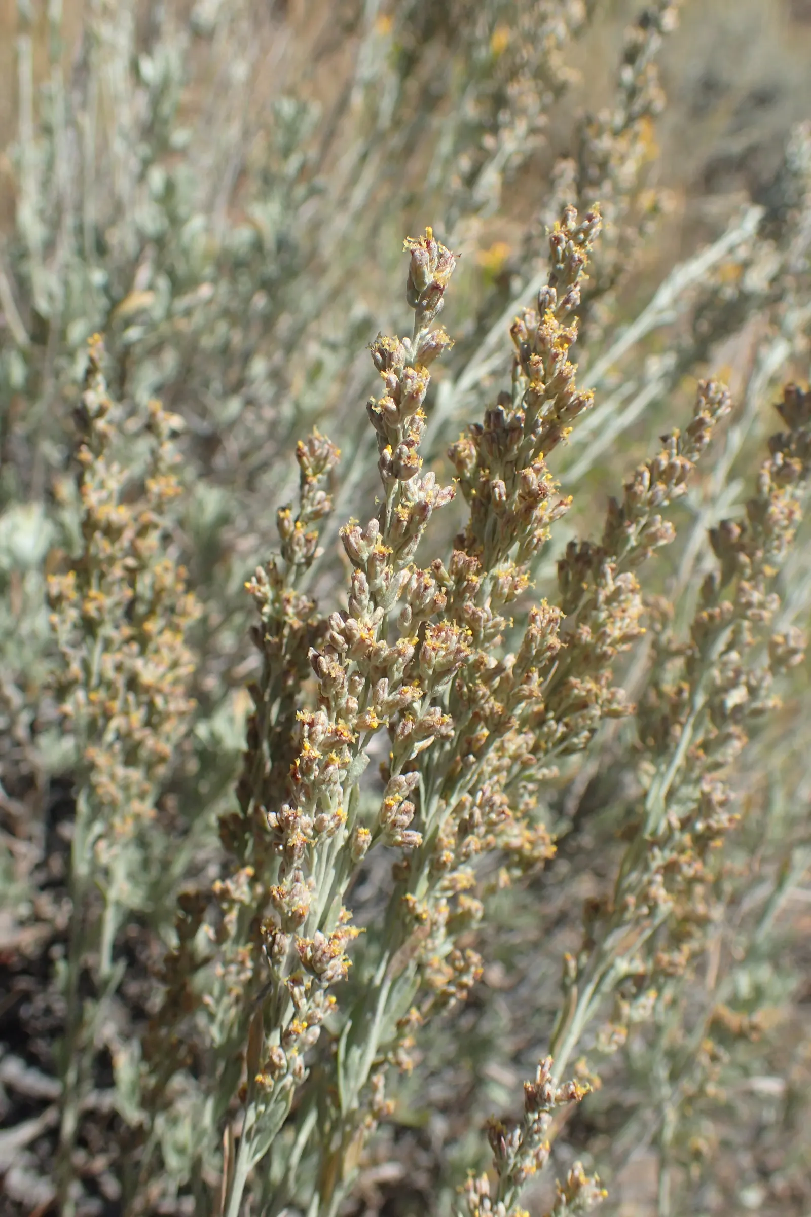 Big Basin Sagebrush (Artemisia Tridentata) — thriving in well-draining conditions with full sun exposure