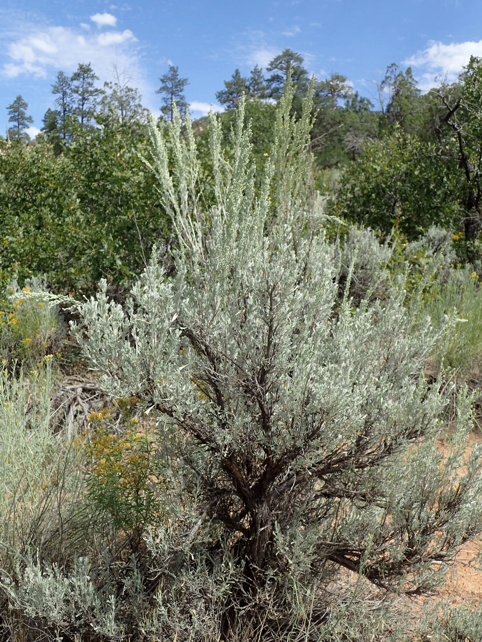 Big Basin Sagebrush (Artemisia Tridentata) — commonly known as Big Basin Sagebrush