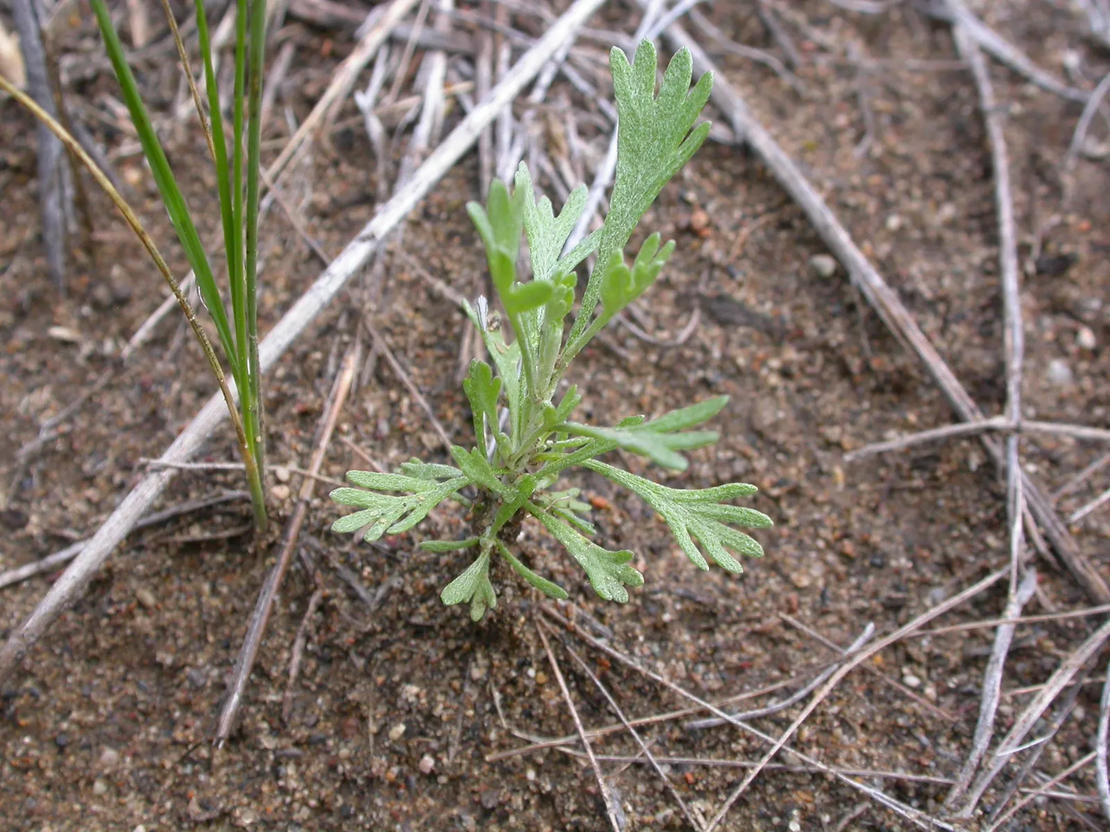 Big Basin Sagebrush (Artemisia Tridentata) — providing shelter and food for local wildlife; earthy fragrance especially evident after rainfall