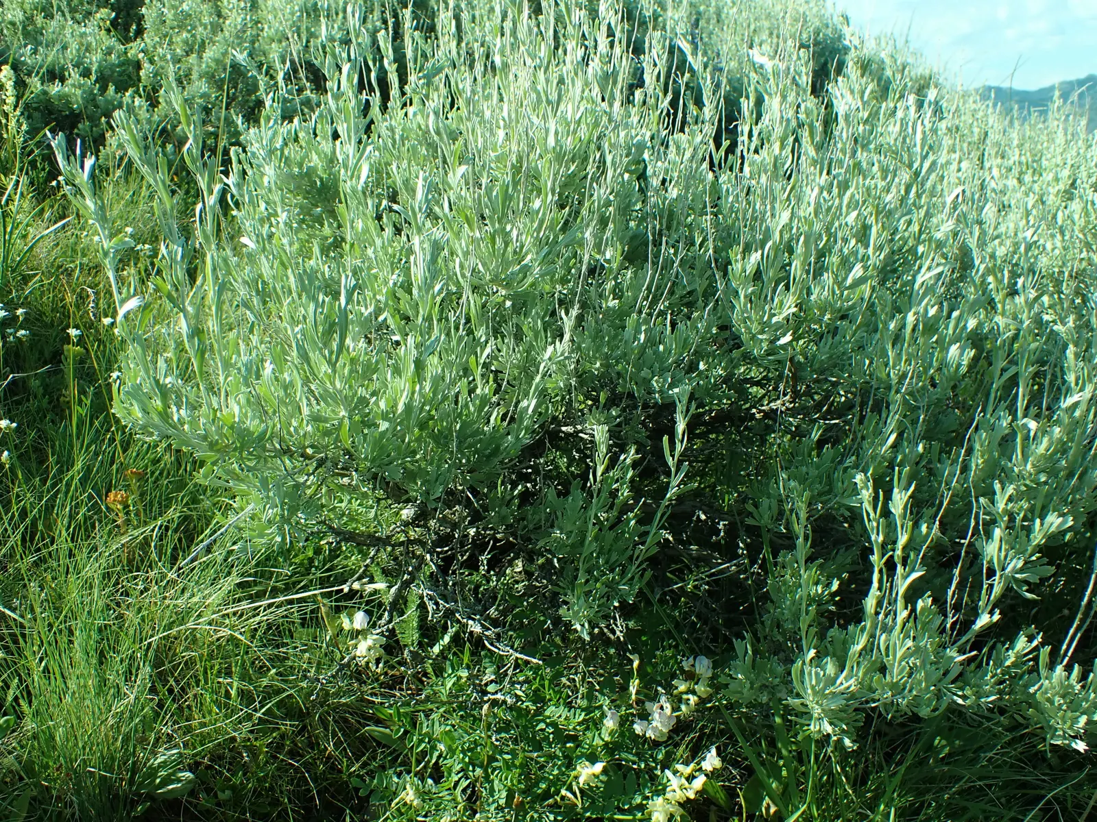 Big Basin Sagebrush (Artemisia Tridentata) — with a similar or slightly greater spread; is an aromatic shrub reaching 4-6 feet tall and 6-10 feet, image 59