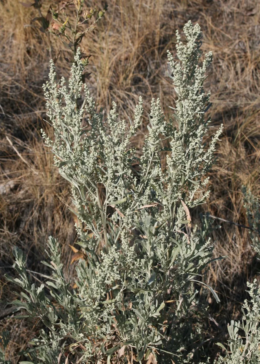 Big Basin Sagebrush (Artemisia Tridentata) — Mature specimens typically reach heights between 2 to 4 feet