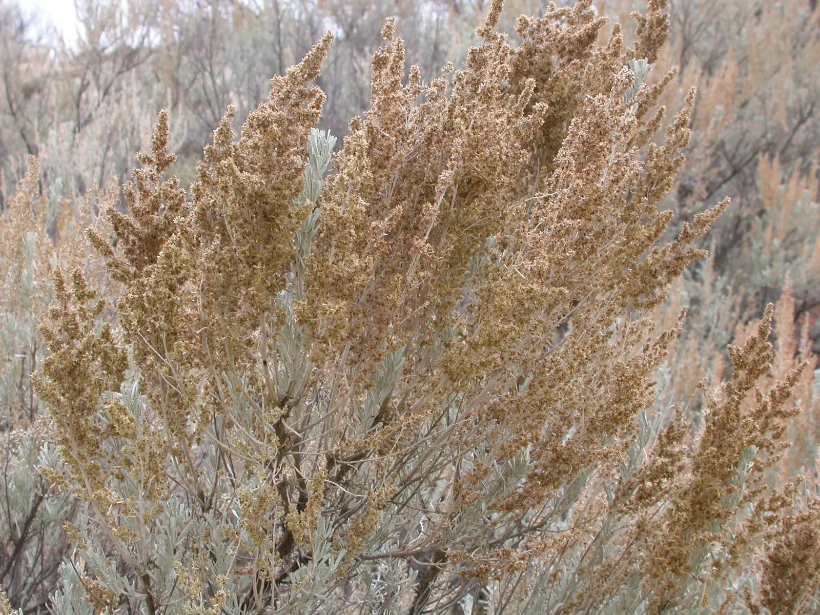 Big Basin Sagebrush (Artemisia Tridentata) — the plant's foliage releases a unique; rounded growth habit.<br><br>This shrub is well-known for its, image 64