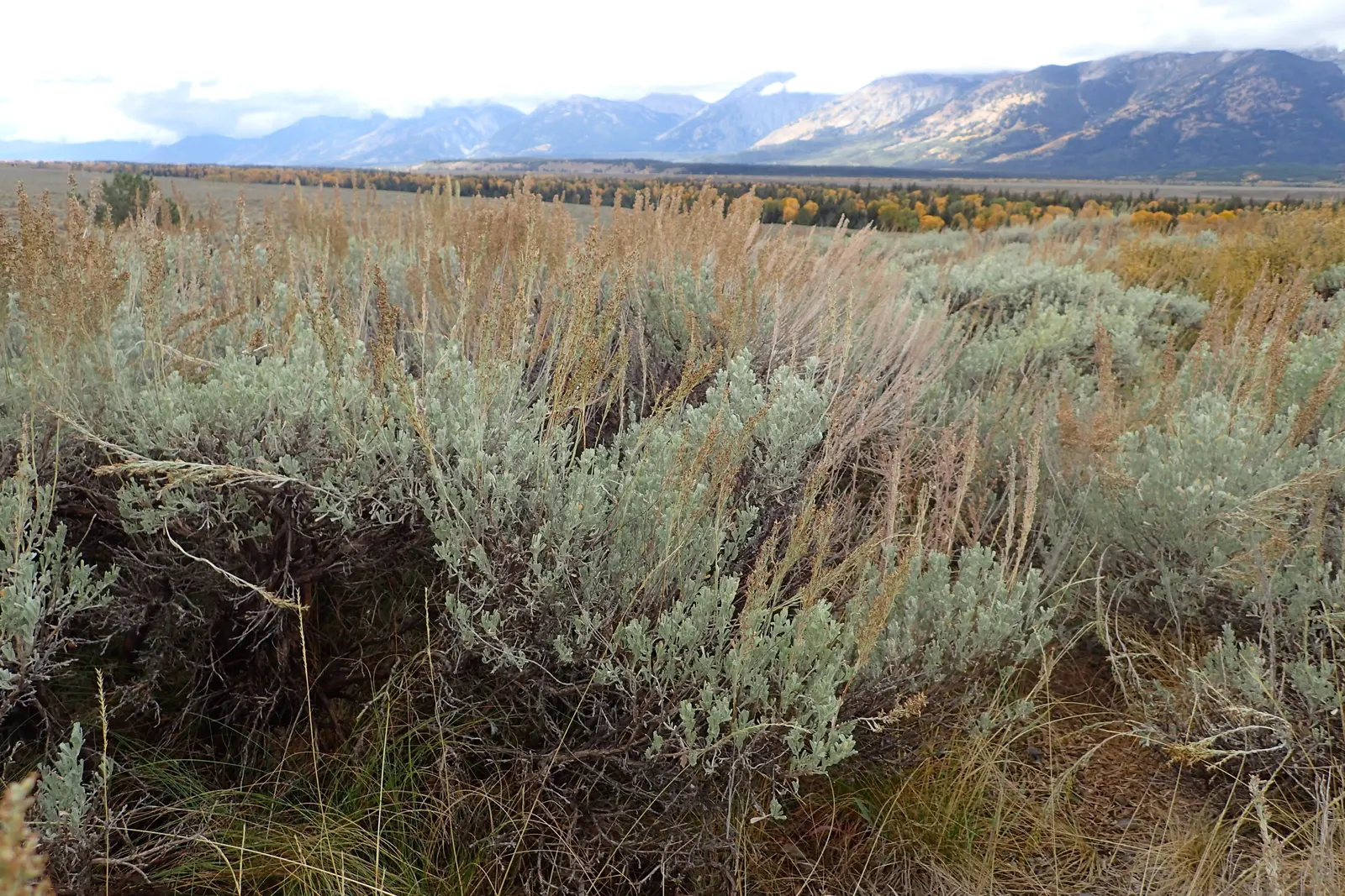 Big Basin Sagebrush (Artemisia Tridentata) — is an aromatic shrub reaching 4-6 feet tall and 6-10 feet wide