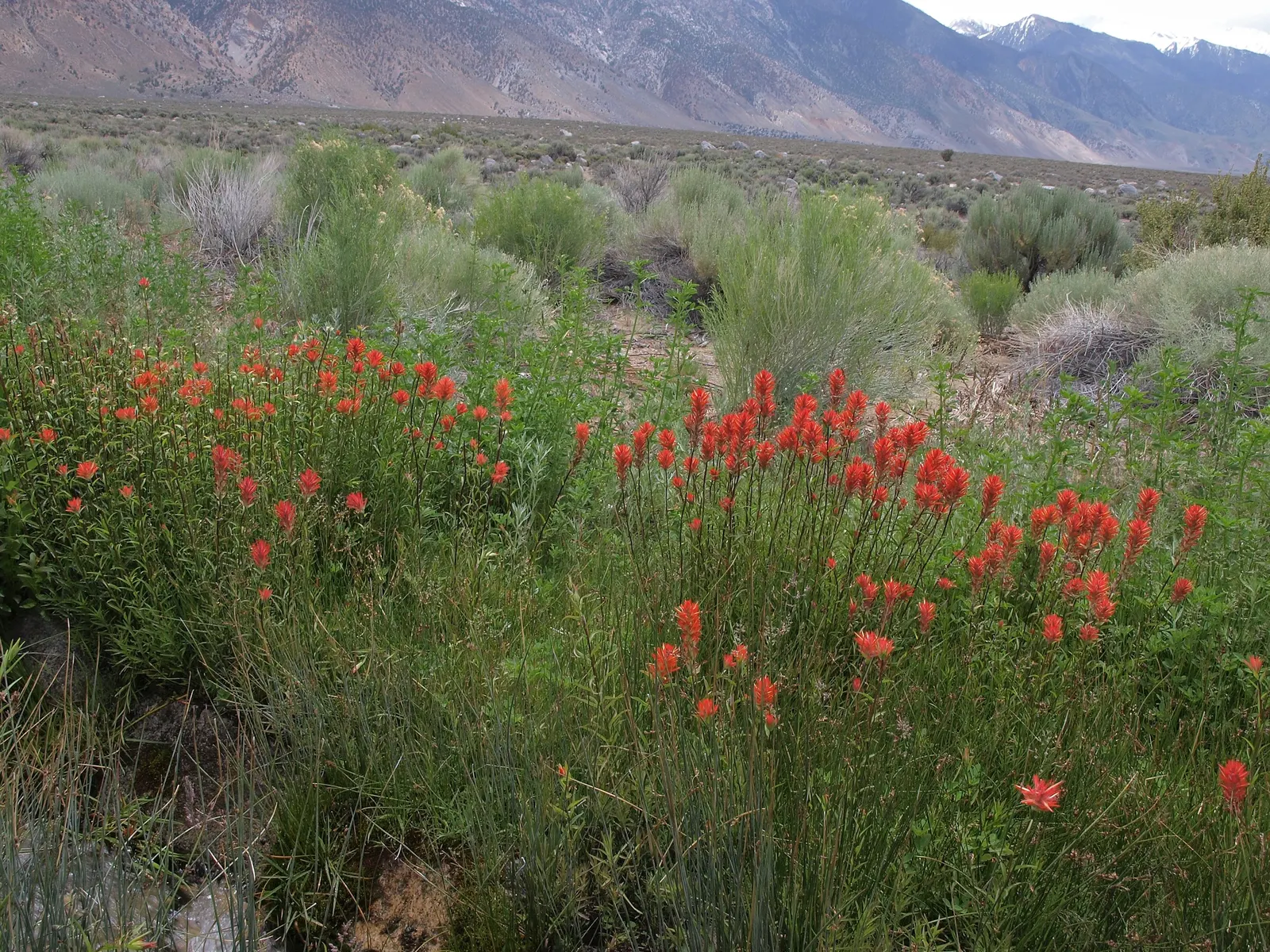 Big Basin Sagebrush (Artemisia Tridentata) — shrub with yellow blooms