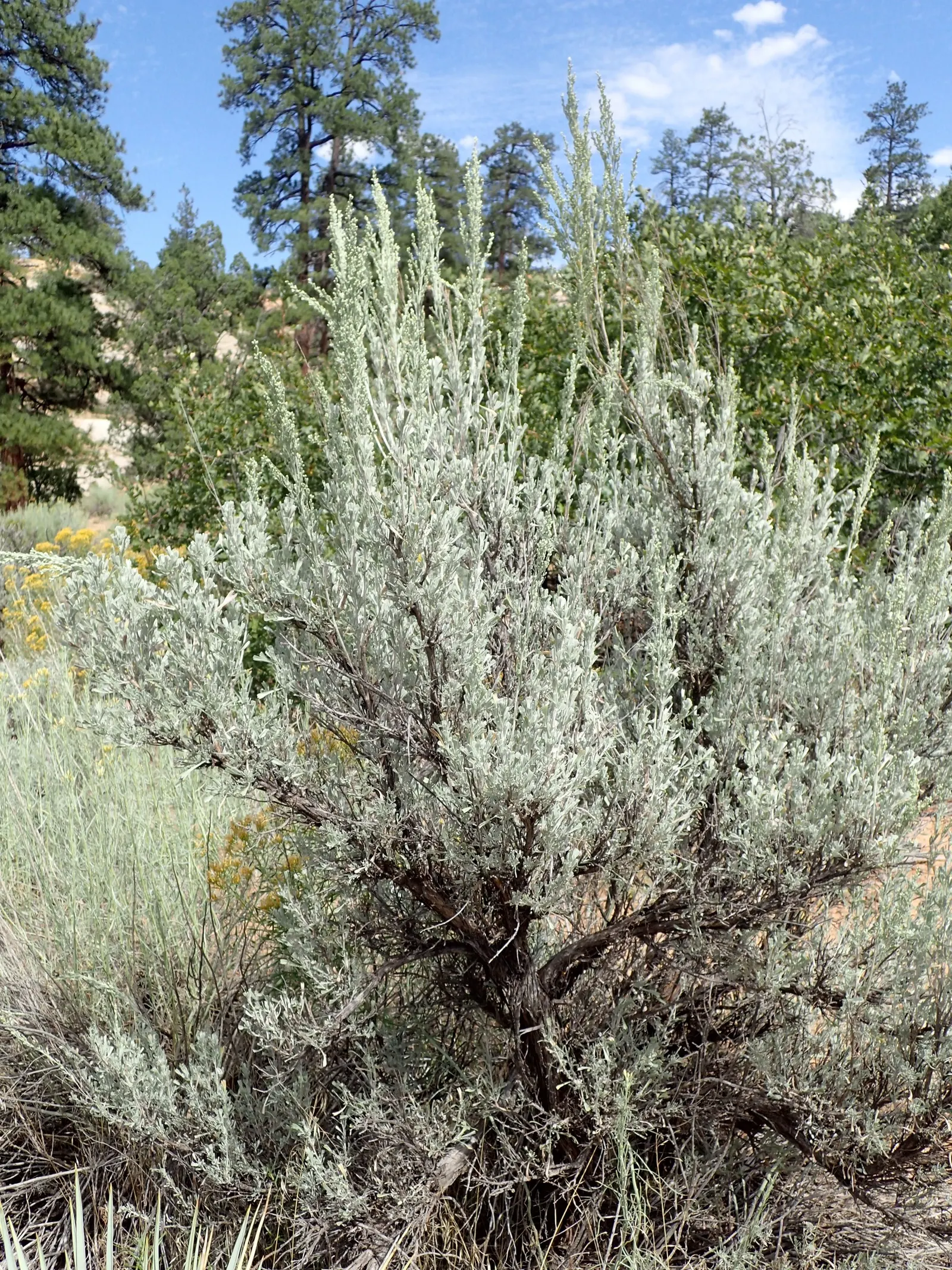 Big Basin Sagebrush (Artemisia Tridentata) — scientifically known as Artemisia tridentata
