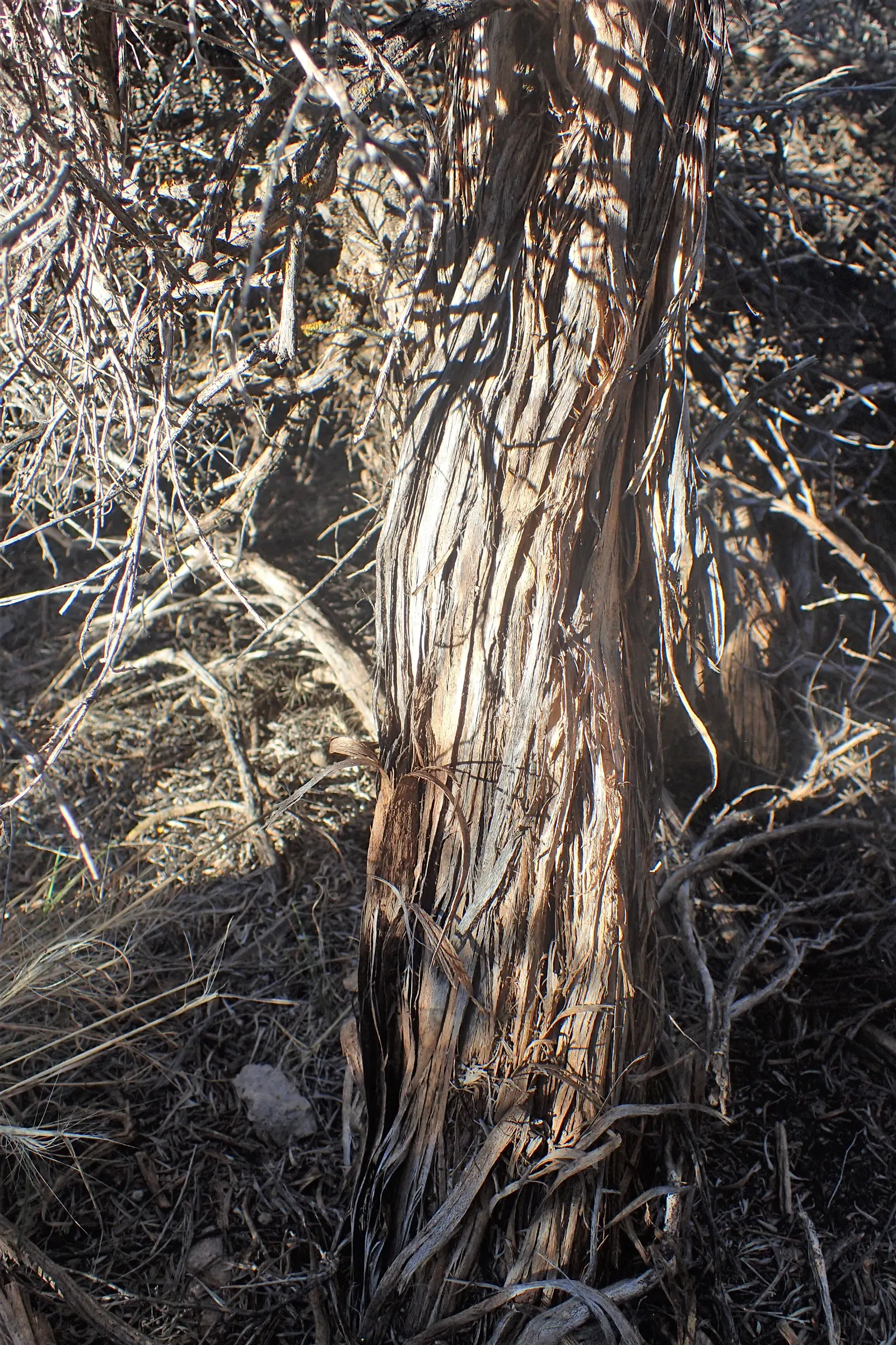 Big Basin Sagebrush (Artemisia Tridentata) — allowing for an expansive; quintessential to the arid landscapes of the Western United States, image 60