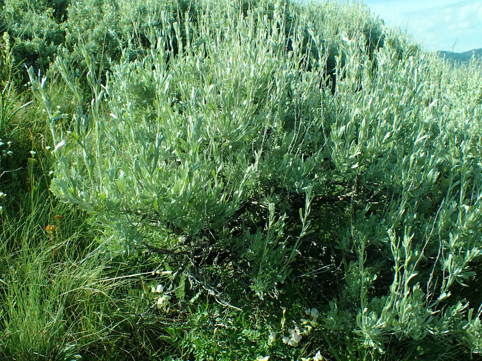 Big Basin Sagebrush (Artemisia Tridentata) — is a hardy and versatile perennial shrub; this drought-resistant perennial provides year-round, image 56