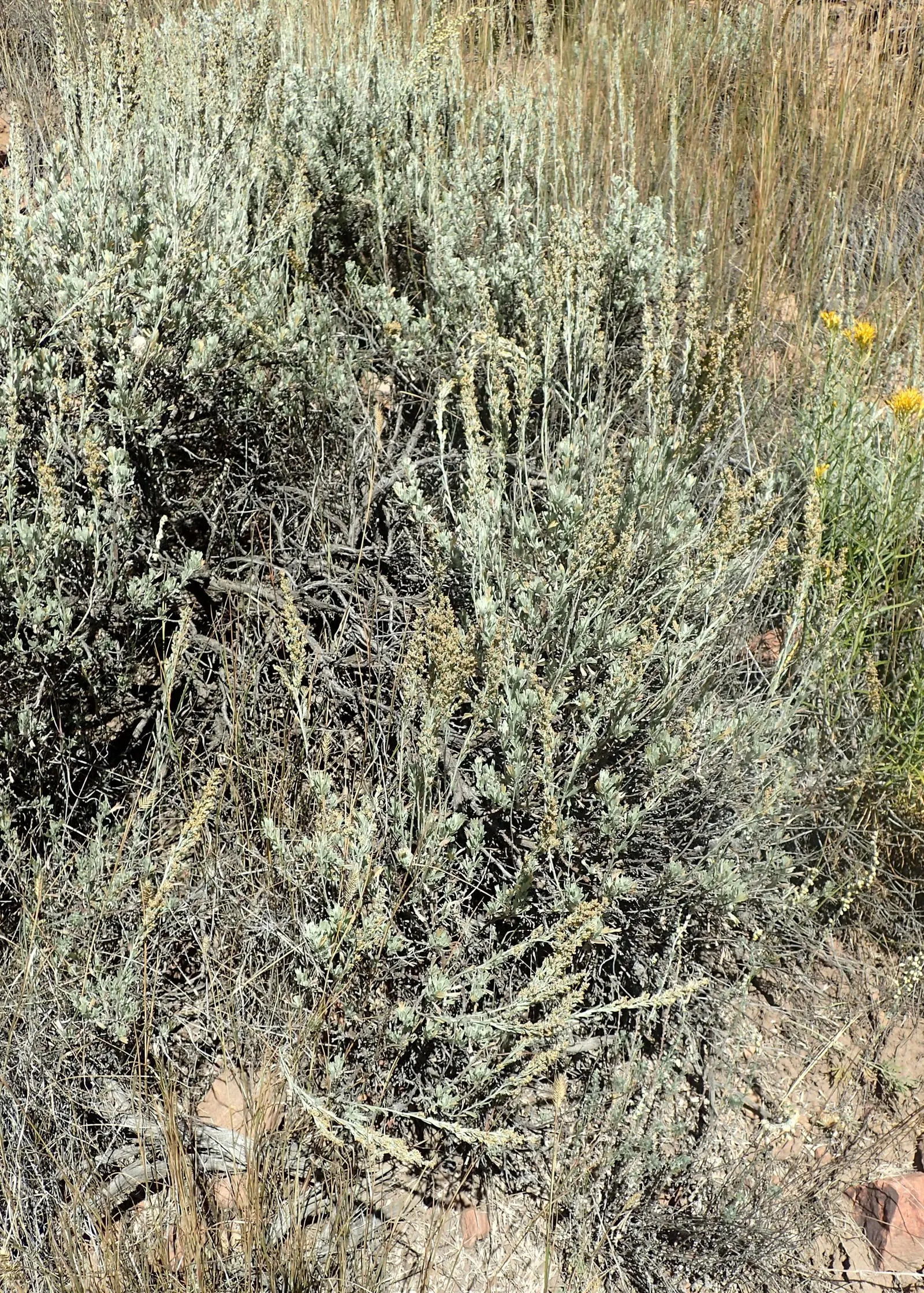 Big Basin Sagebrush (Artemisia Tridentata) — it's imperative to note that the Big Basin Sagebrush is highly adaptable to a range of soils; shrub, image 62