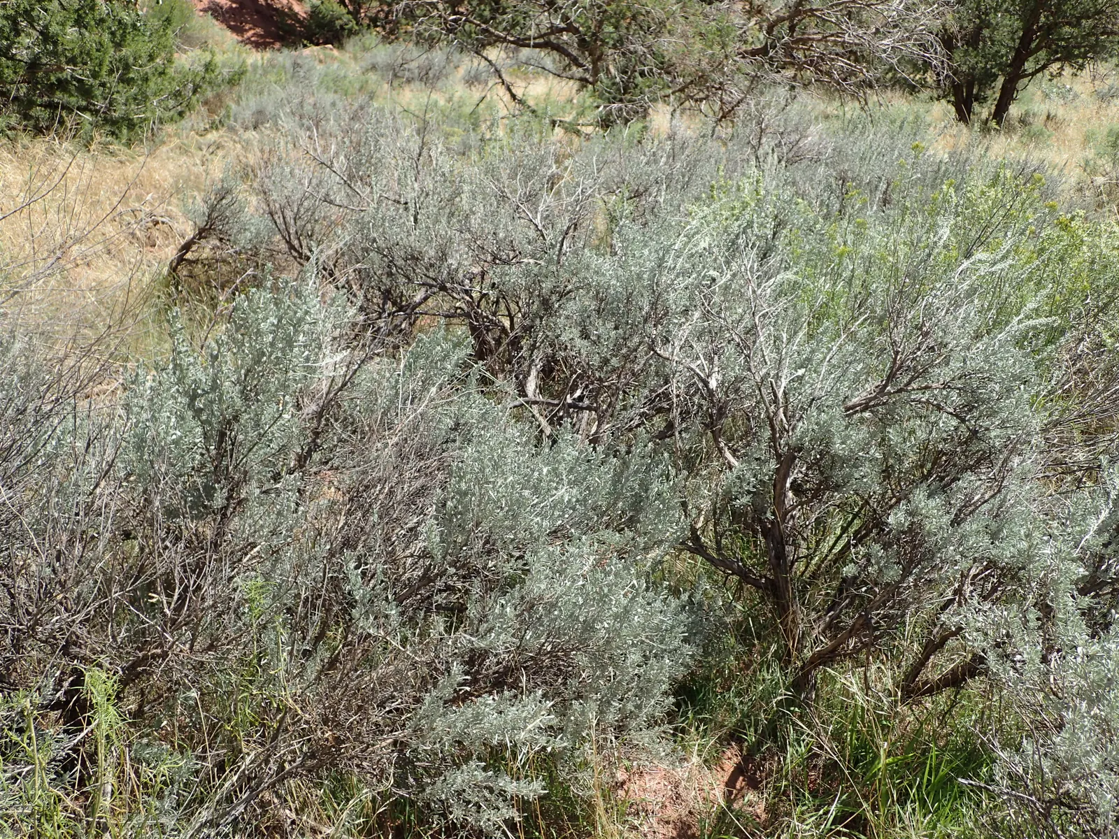 Big Basin Sagebrush (Artemisia Tridentata) — earthy fragrance especially evident after rainfall