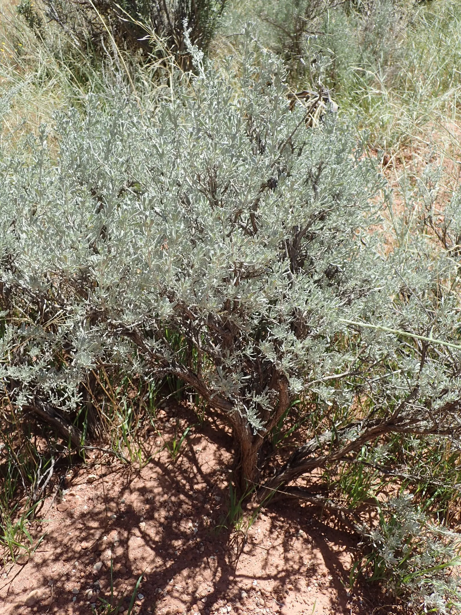 Big Basin Sagebrush (Artemisia Tridentata) — enhancing the sensory experience of the landscape; its silvery-green foliage has a distinctive, image 66