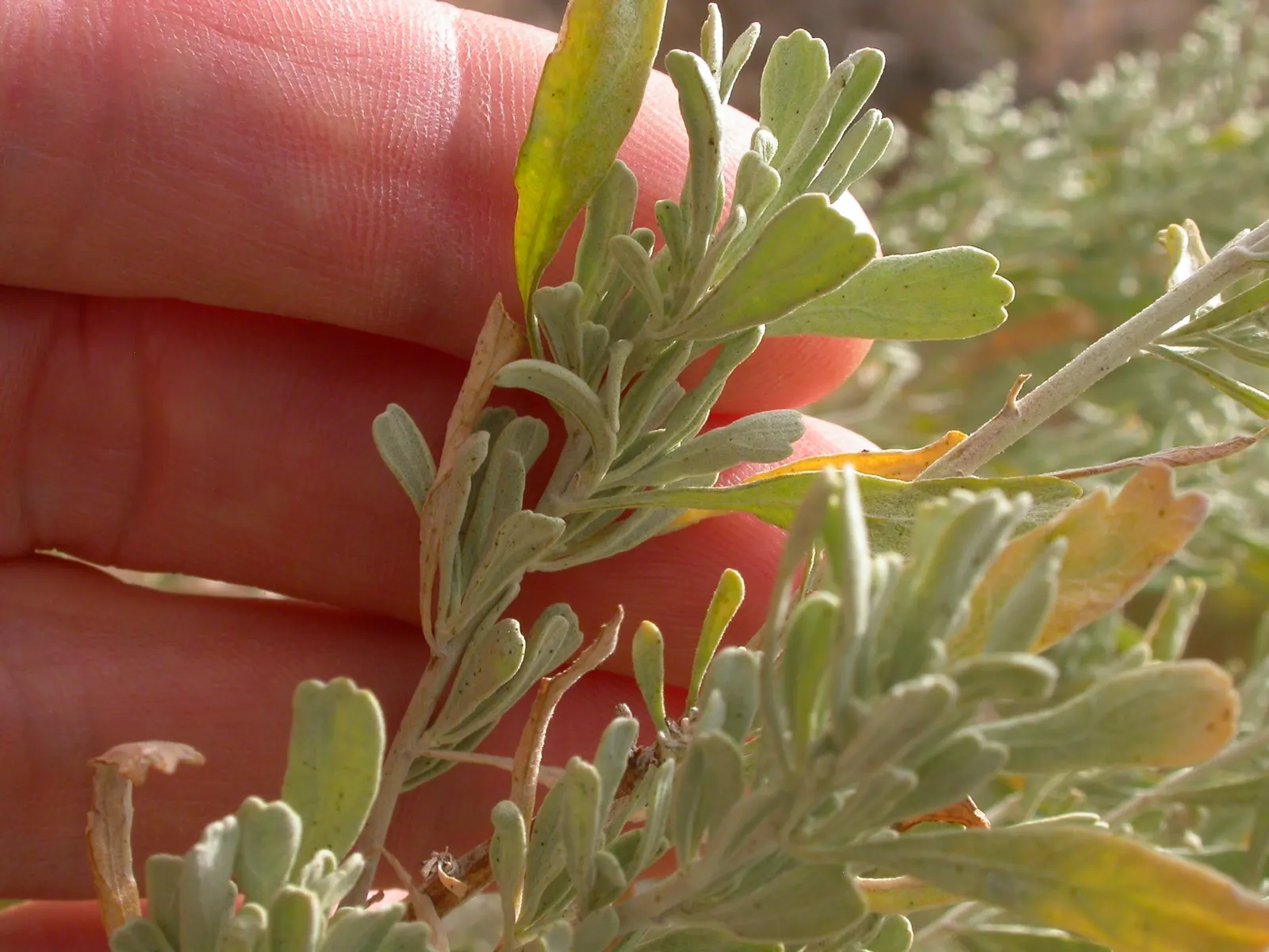 Big Basin Sagebrush (Artemisia Tridentata) — scientifically known as Artemisia tridentata; yellow flowers in the garden