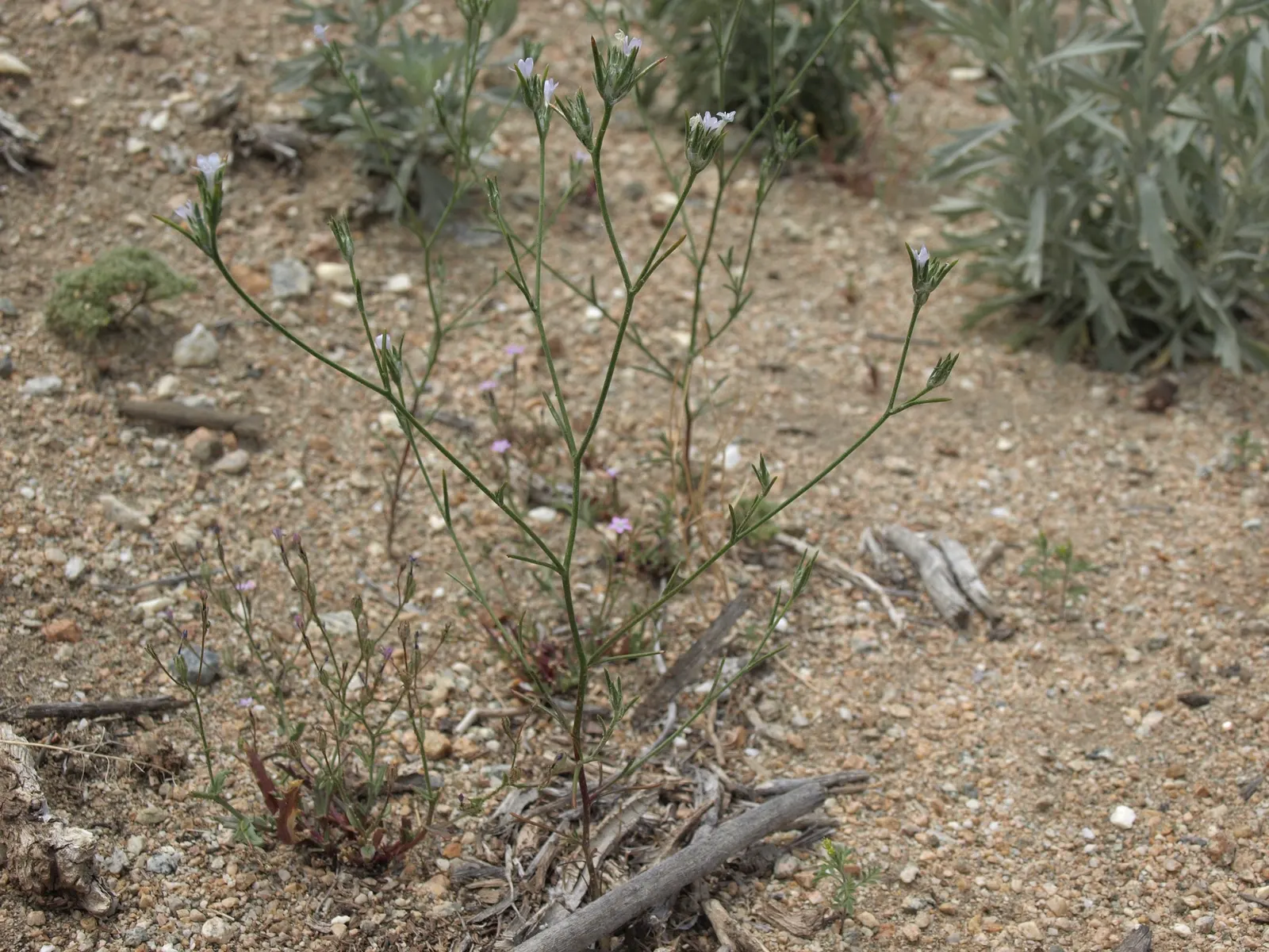 Big Basin Sagebrush (Artemisia Tridentata) — enhancing the sensory experience of the landscape