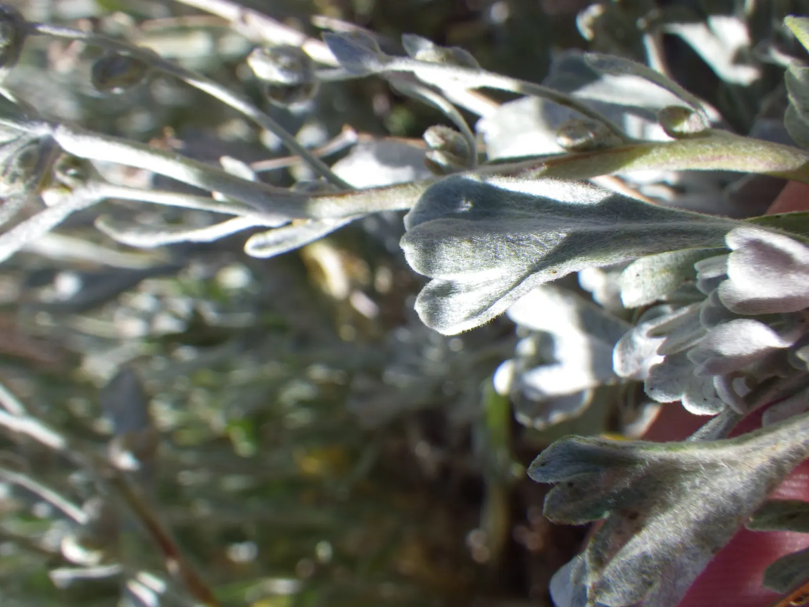 Big Basin Sagebrush (Artemisia Tridentata) — shrub for full or half; thus contributing to the ecological health of the garden