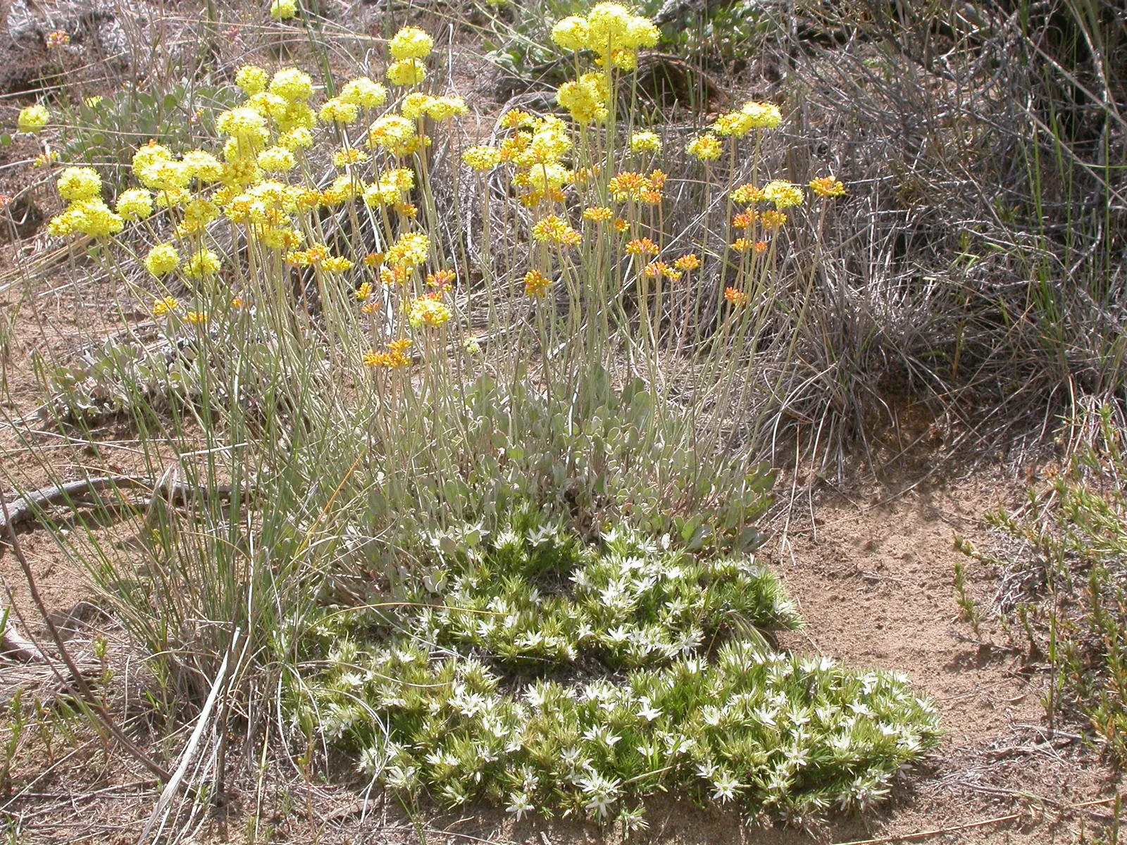 Big Basin Sagebrush (Artemisia Tridentata) — enhancing the sensory experience of the landscape; its silvery-green foliage has a distinctive three-pronged tip