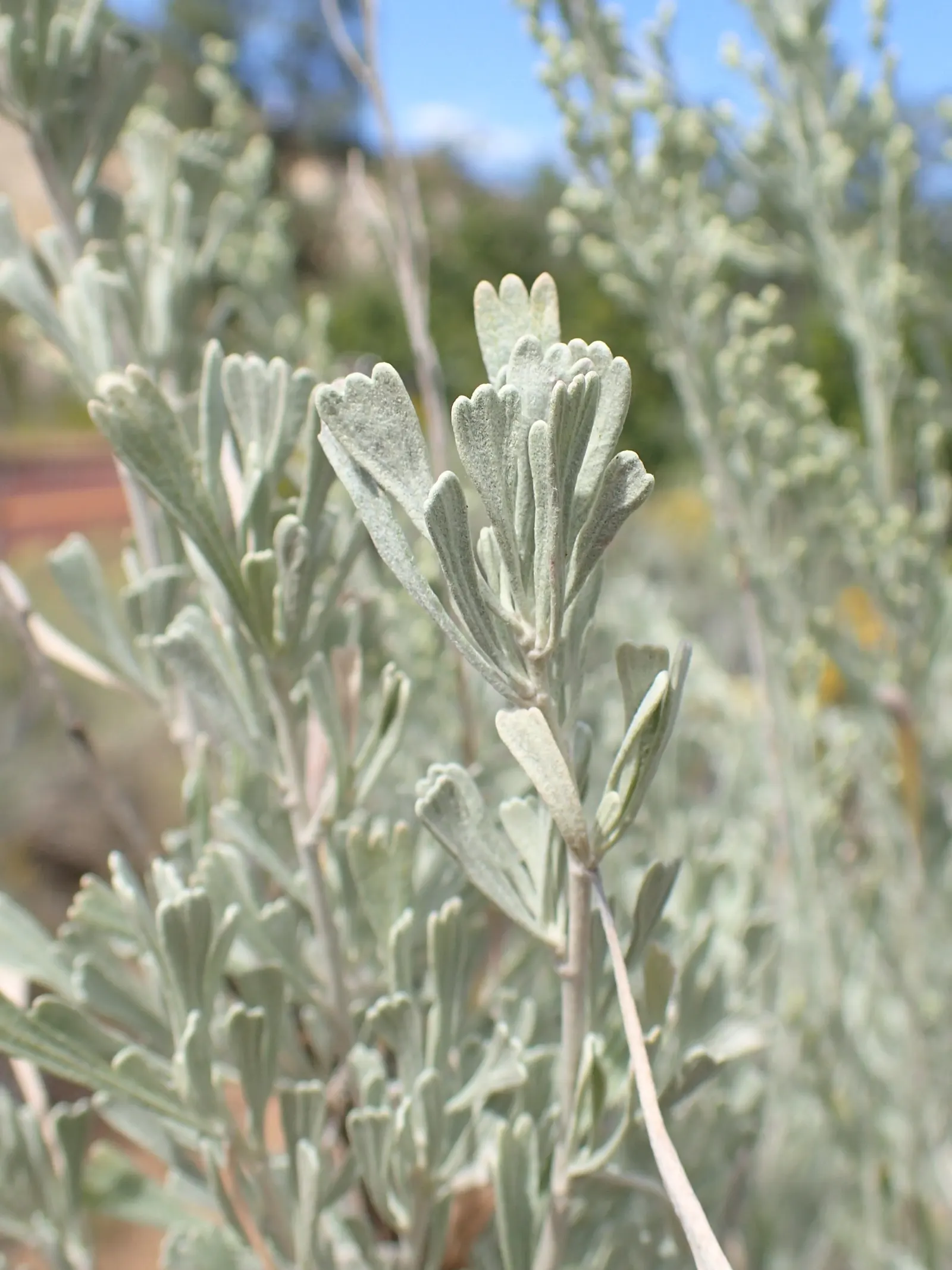 Big Basin Sagebrush (Artemisia Tridentata) — adaptable nature favoring well-drained soils in USDA zones 4-9; commonly known as Big Basin Sagebrush