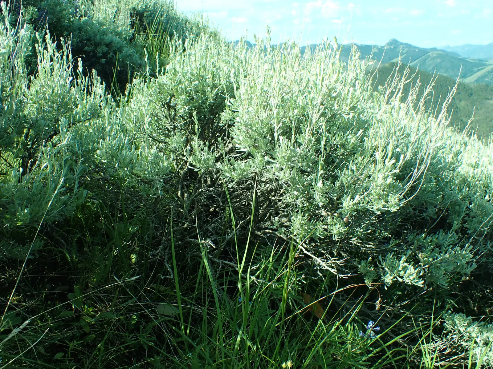 Big Basin Sagebrush (Artemisia Tridentata) — supporting local wildlife and offering erosion control