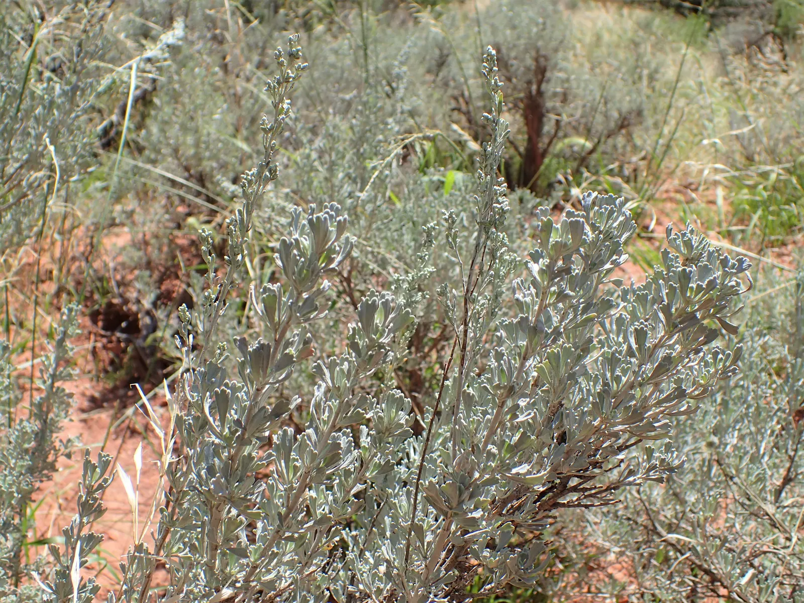 Big Basin Sagebrush (Artemisia Tridentata) — shrub for full or half