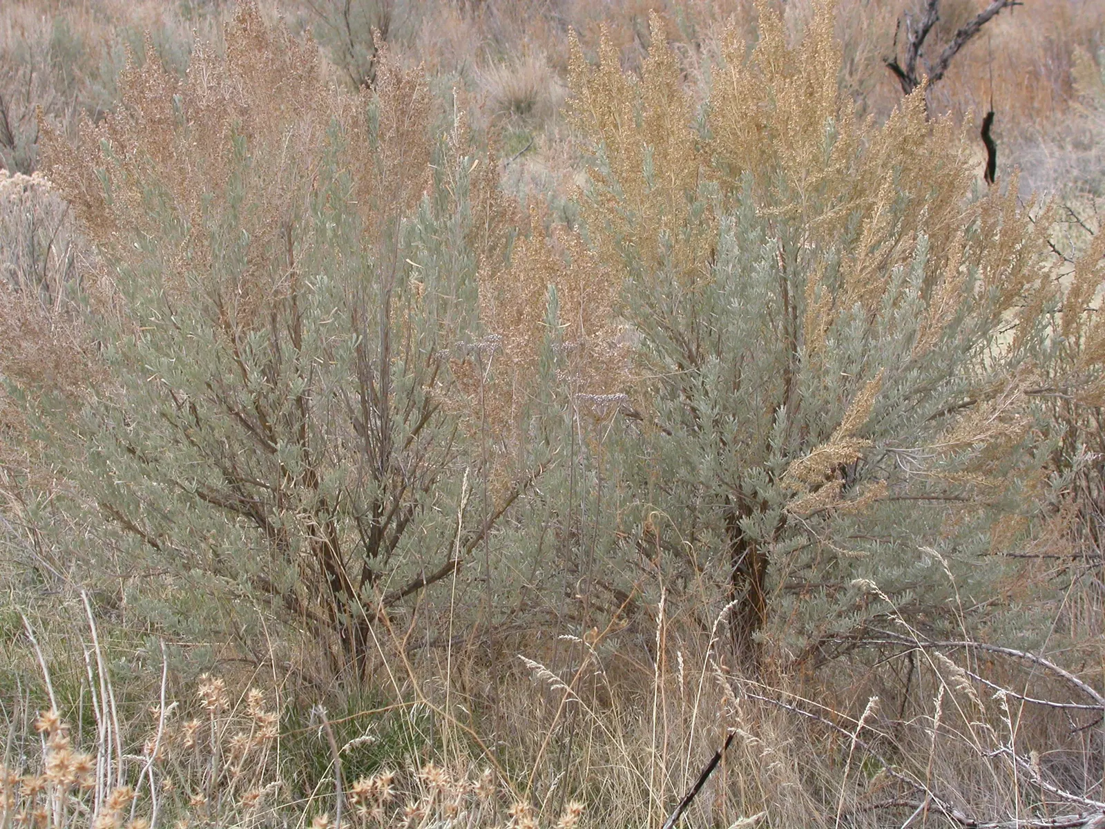 Big Basin Sagebrush (Artemisia Tridentata) — is an aromatic shrub reaching 4-6 feet tall and 6-10 feet wide; with a similar or slightly greater, image 50