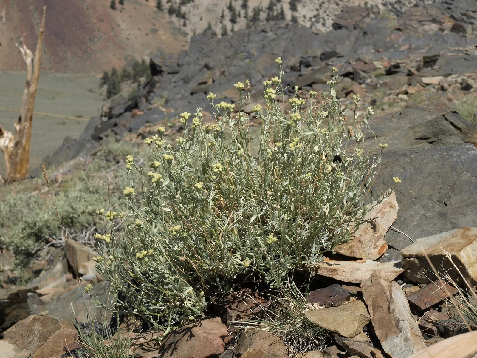 Big Basin Sagebrush (Artemisia Tridentata) — Its silvery-green foliage has a distinctive three-pronged tip; enhancing the sensory experience of the, image 51