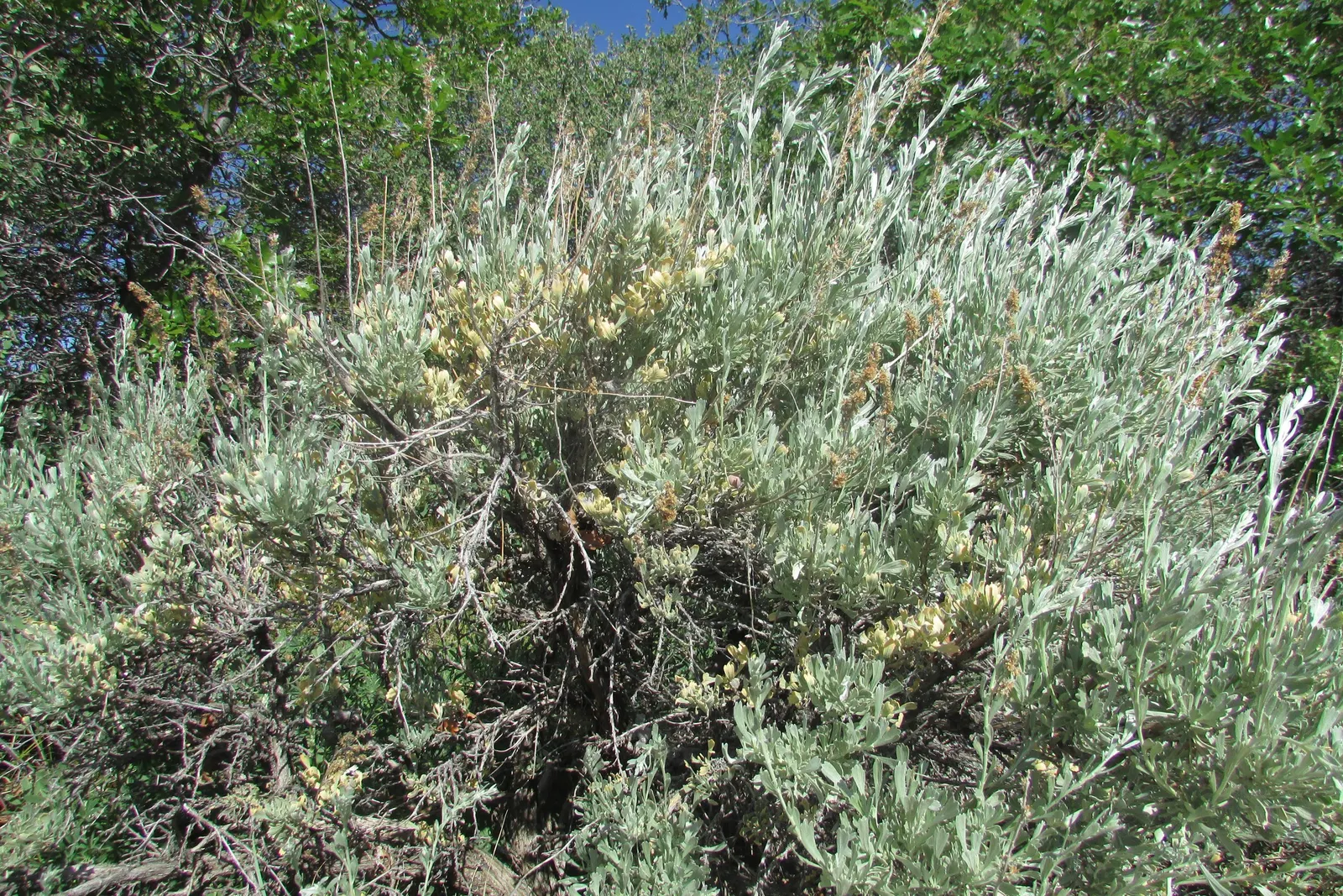 Big Basin Sagebrush (Artemisia Tridentata) — the plant's foliage releases a unique; rounded growth habit.<br><br>This shrub is well-known for its aromatic