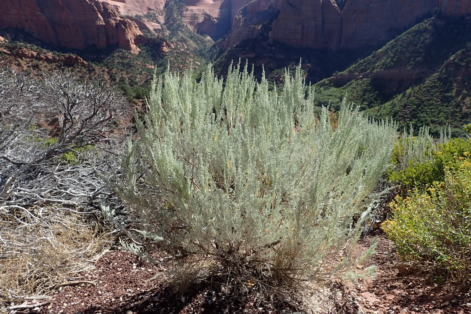 Big Basin Sagebrush (Artemisia Tridentata) — providing shelter and food for local wildlife; earthy fragrance especially evident after rainfall, image 68