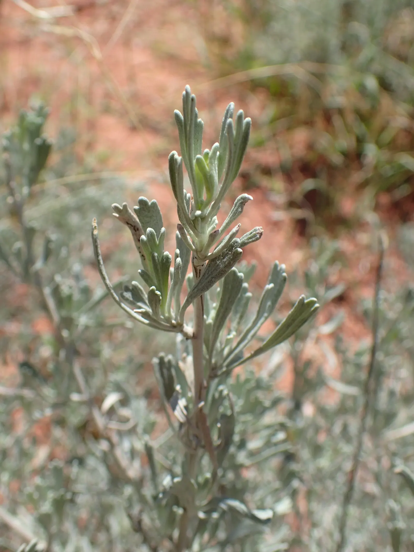 Big Basin Sagebrush (Artemisia Tridentata) — rounded growth habit.<br><br>This shrub is well-known for its aromatic; the plant's foliage releases a unique
