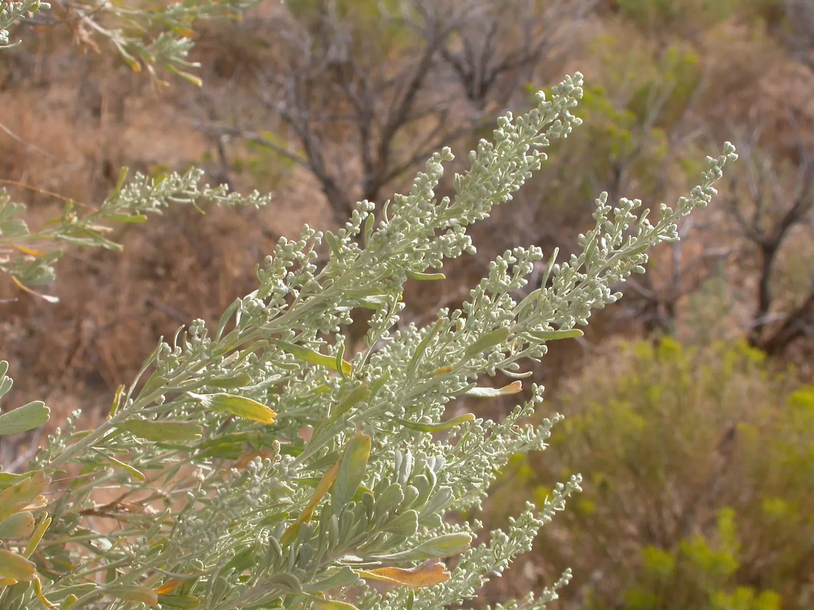 Big Basin Sagebrush (Artemisia Tridentata) — commonly known as Big Basin Sagebrush; adaptable nature favoring well-drained soils in USDA zones 4-9