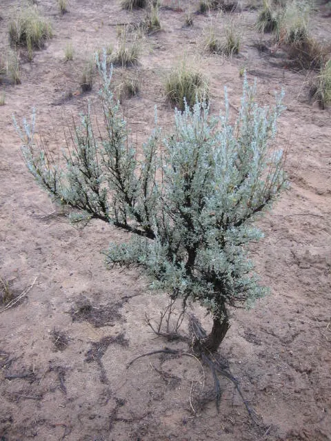 Big Basin Sagebrush (Artemisia Tridentata) — it's imperative to note that the Big Basin Sagebrush is highly adaptable to a range of soils; shrub with yellow