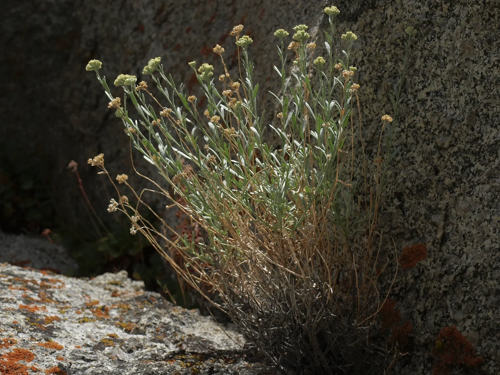 Big Basin Sagebrush (Artemisia Tridentata) — quintessential to the arid landscapes of the Western United States