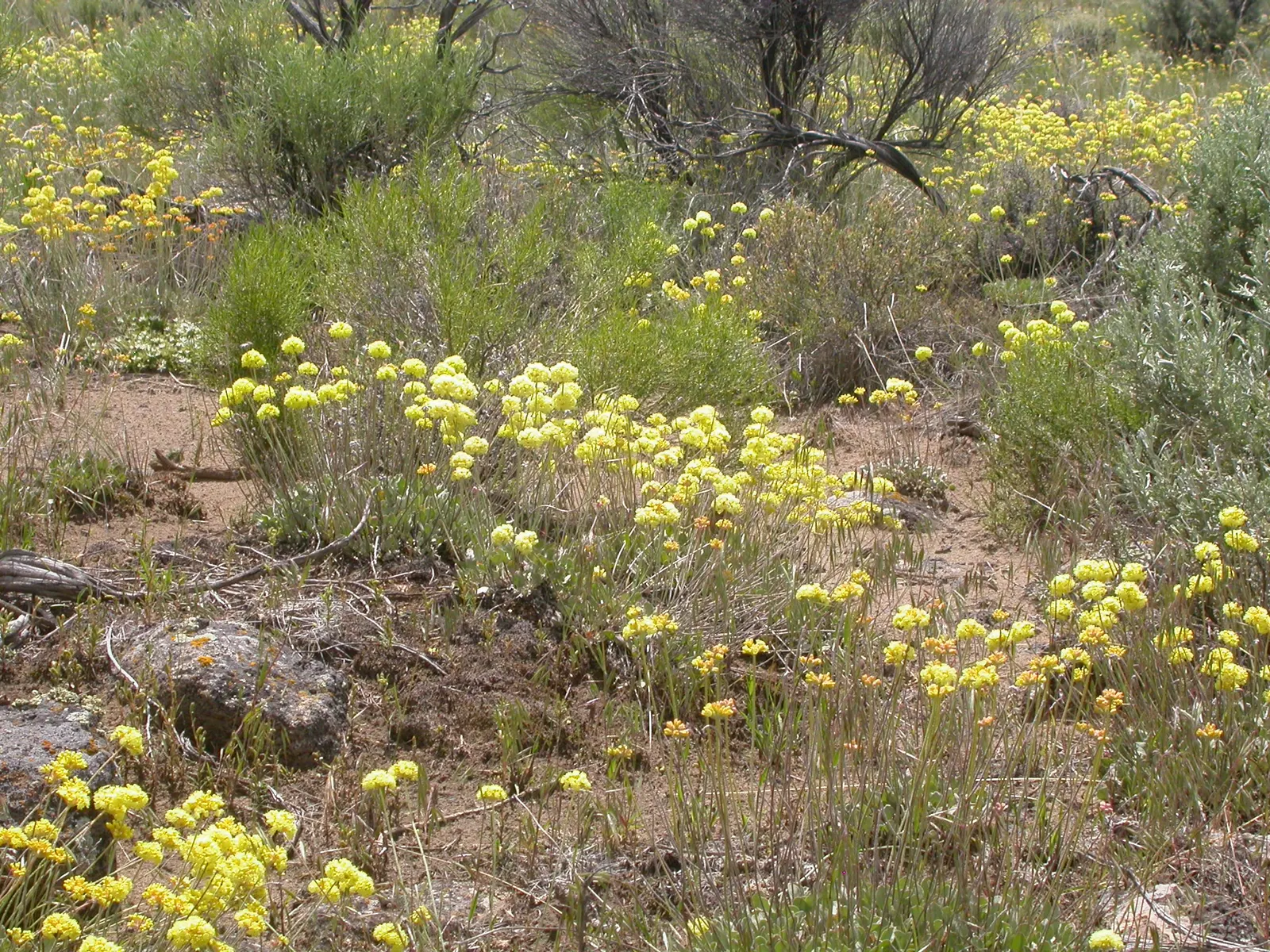 Big Basin Sagebrush (Artemisia Tridentata) — quintessential to the arid landscapes of the Western United States; allowing for an expansive