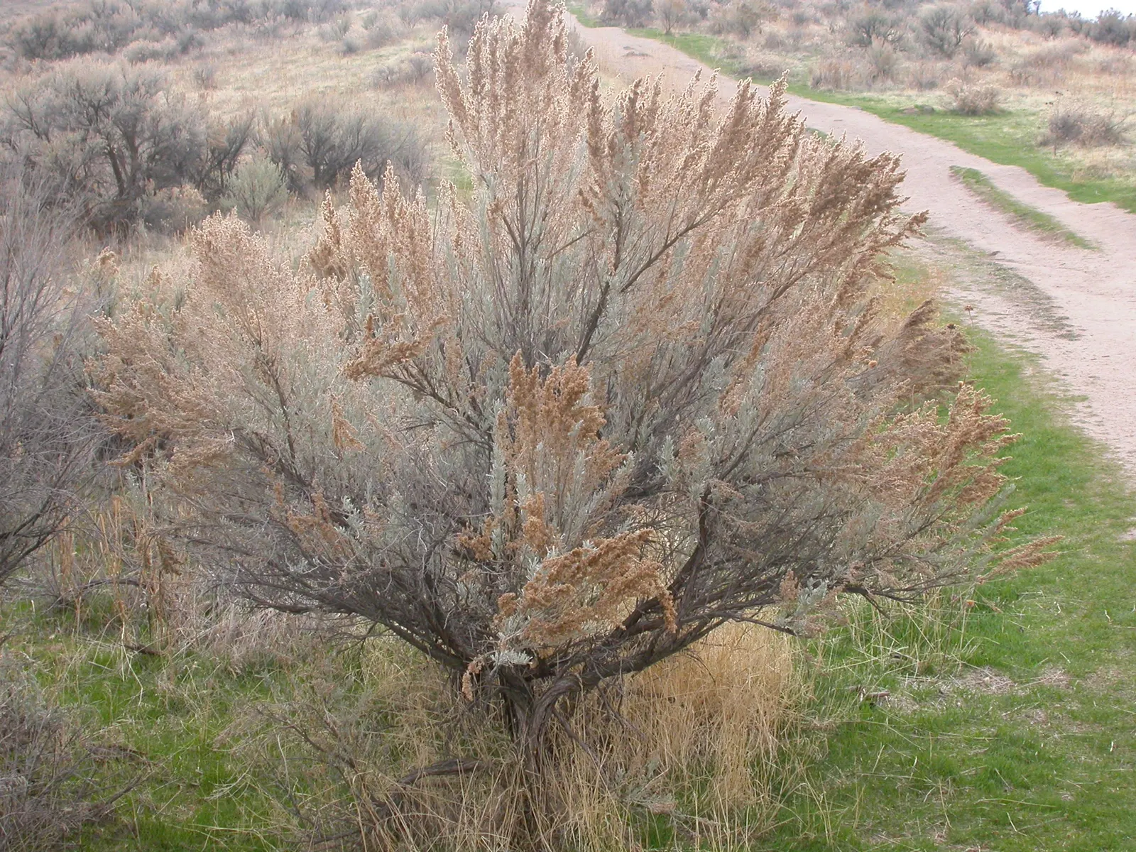 Big Basin Sagebrush (Artemisia Tridentata) — thus contributing to the ecological health of the garden; shrub for full or half