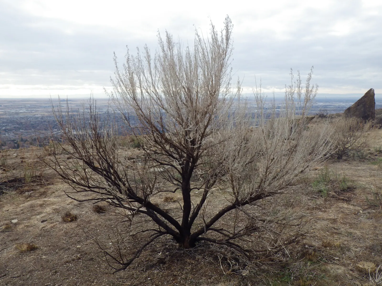 Big Basin Sagebrush (Artemisia Tridentata) — rounded growth habit.<br><br>This shrub is well-known for its aromatic