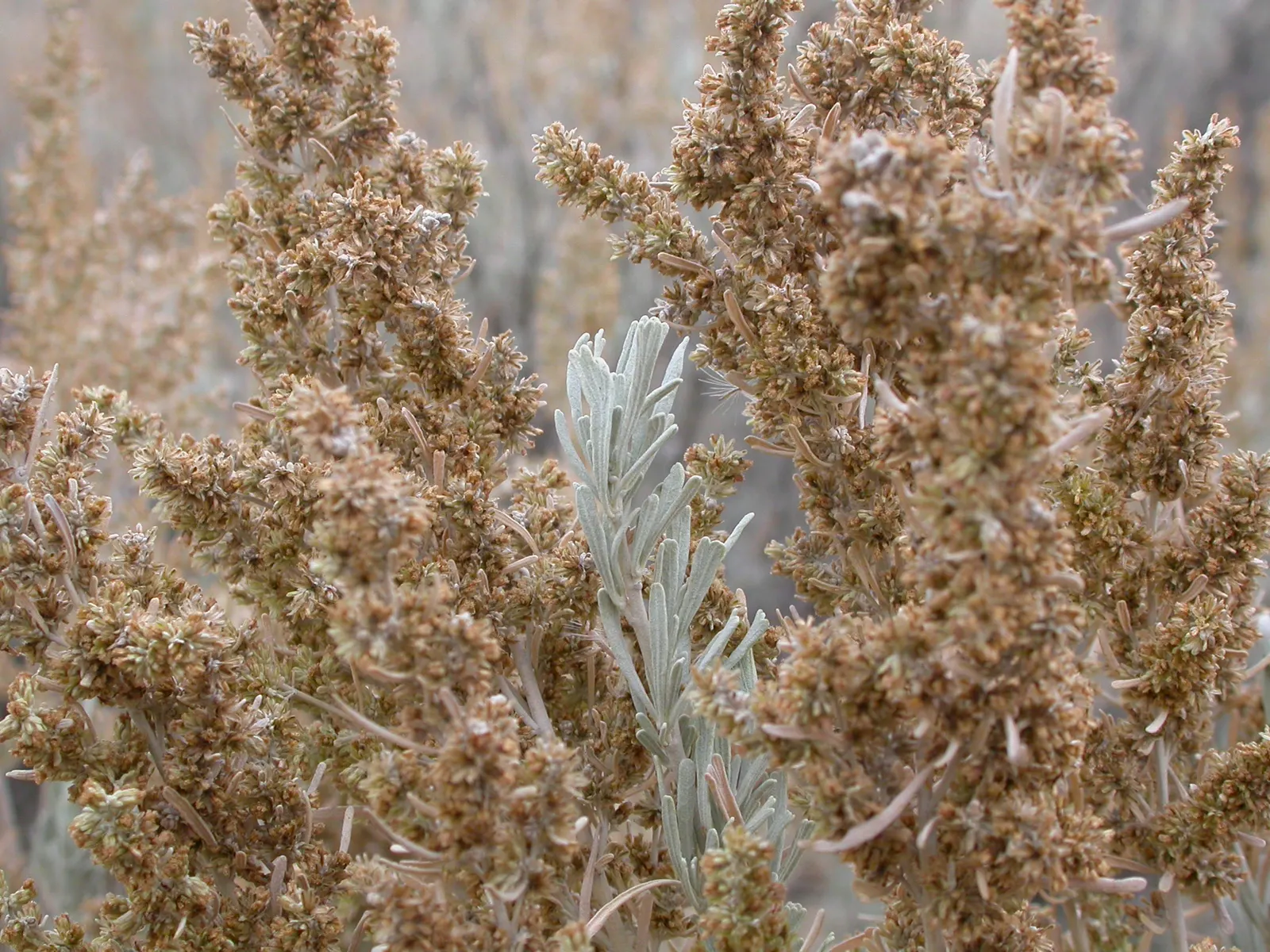 Big Basin Sagebrush (Artemisia Tridentata) — adaptable nature favoring well-drained soils in USDA zones 4-9; commonly known as Big Basin Sagebrush, image 52