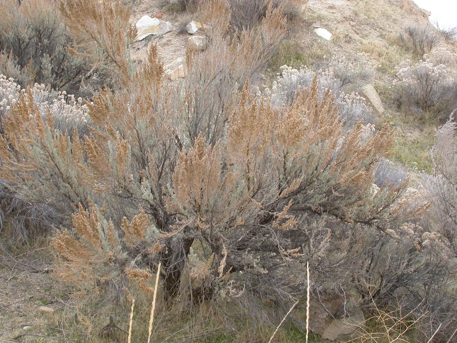 Big Basin Sagebrush (Artemisia Tridentata) — scientifically known as Artemisia tridentata; yellow flowers in the garden, image 55