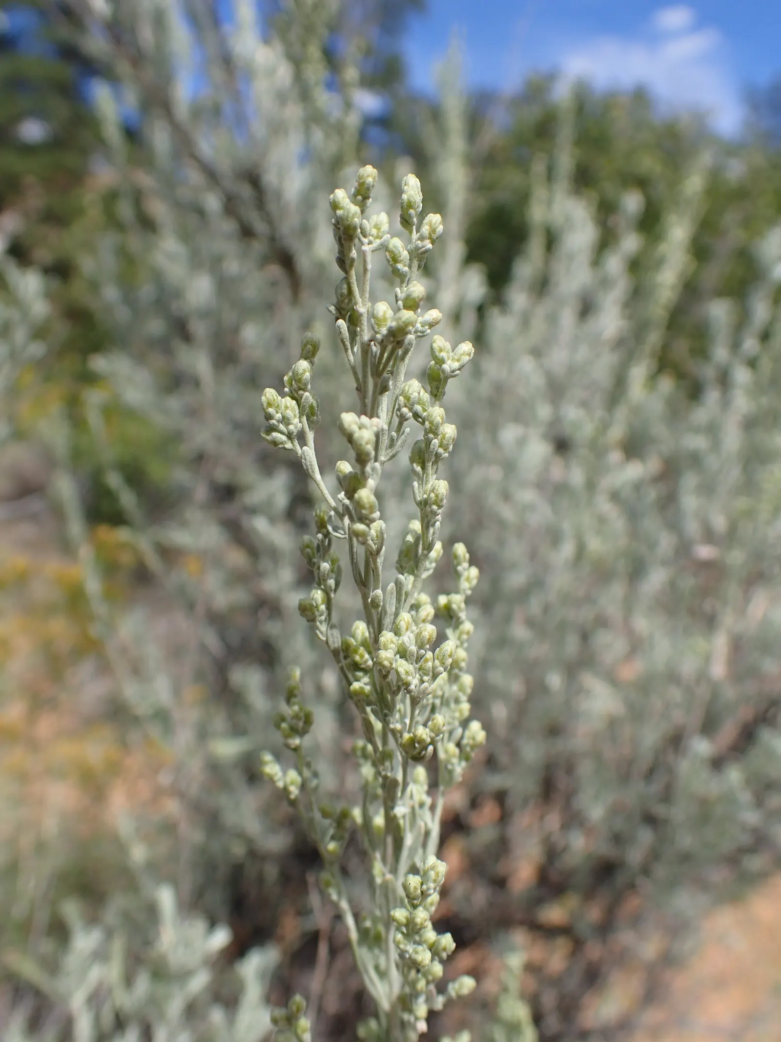 Big Basin Sagebrush (Artemisia Tridentata) — yellow flowers in the garden