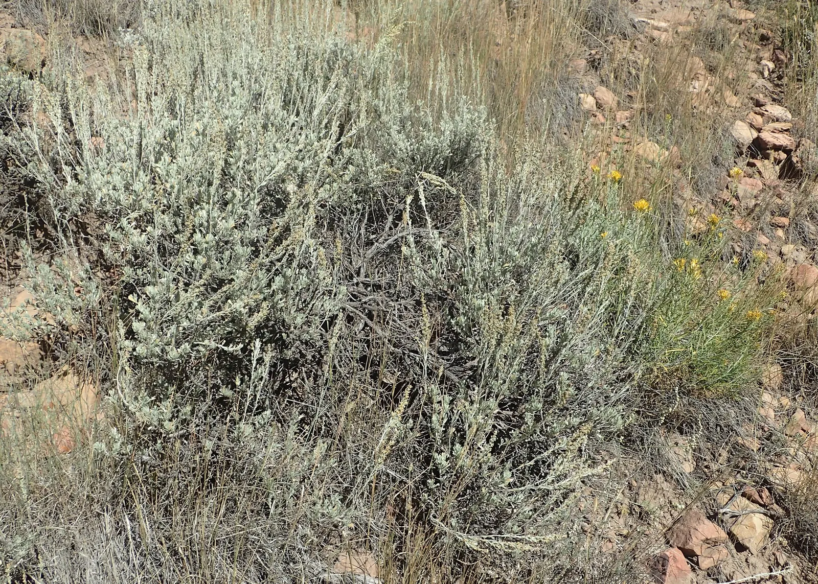 Big Basin Sagebrush (Artemisia Tridentata) — supporting local wildlife and offering erosion control; thriving in well-draining conditions with full, image 54