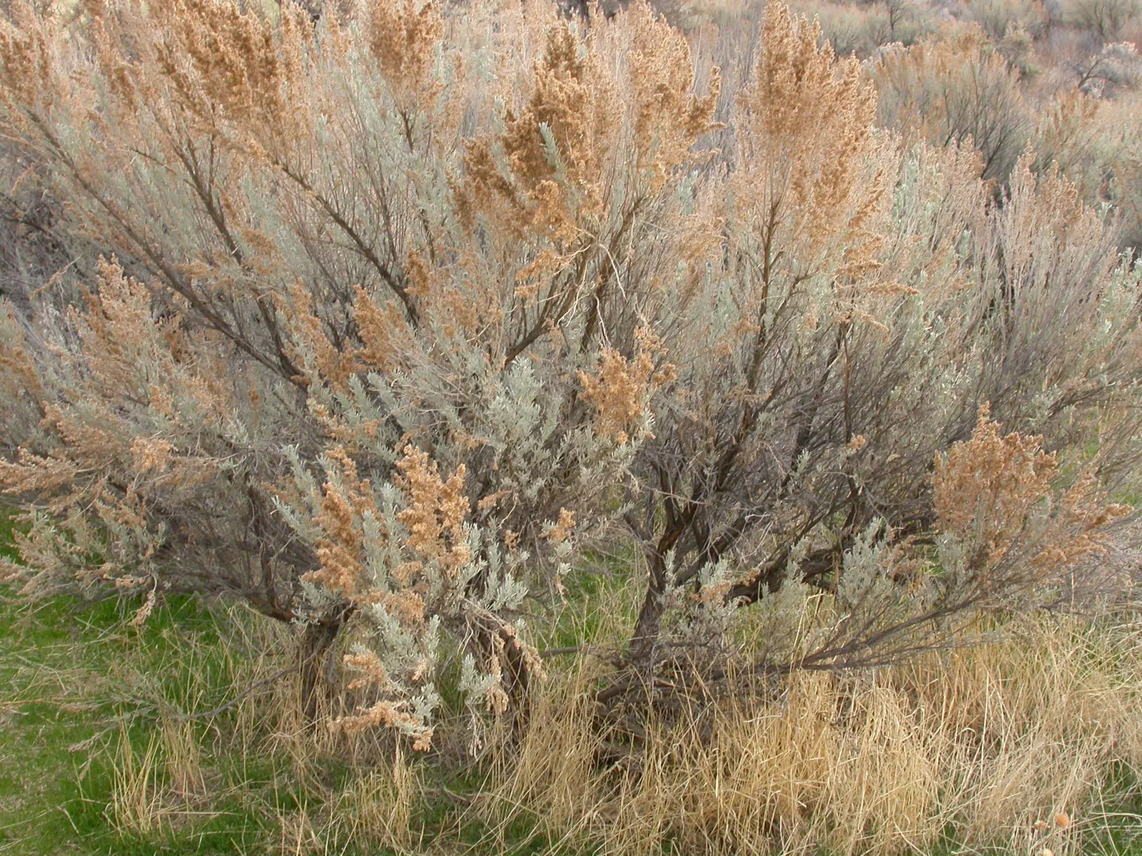 Big Basin Sagebrush (Artemisia Tridentata) — Mature specimens typically reach heights between 2 to 4 feet; the Big Basin Sagebrush is also an important habitat