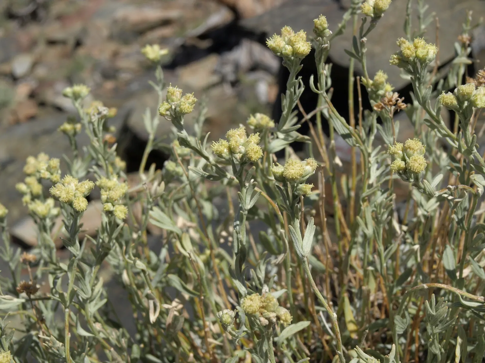 Big Basin Sagebrush (Artemisia Tridentata) — shrub with yellow blooms; it's imperative to note that the Big Basin Sagebrush is highly adaptable to a range of