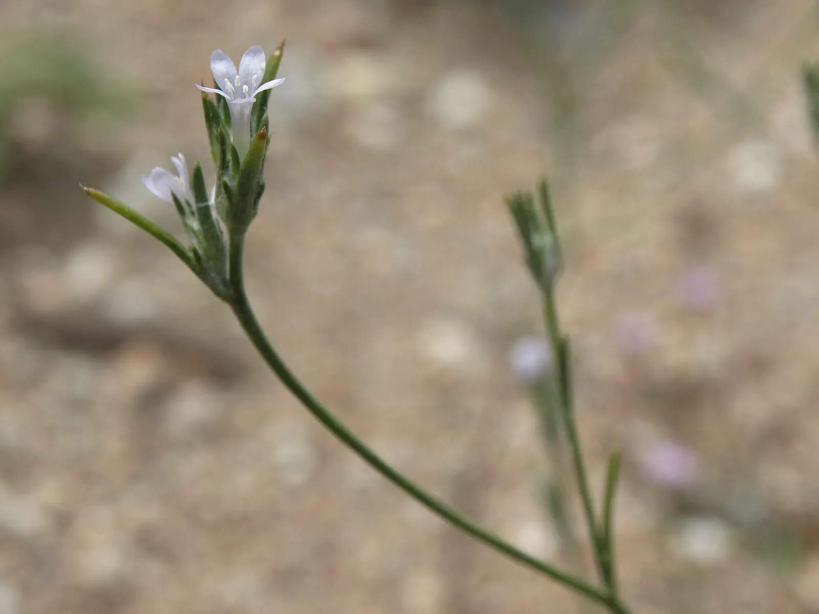 Big Basin Sagebrush (Artemisia Tridentata) — it's imperative to note that the Big Basin Sagebrush is highly adaptable to a range of soils