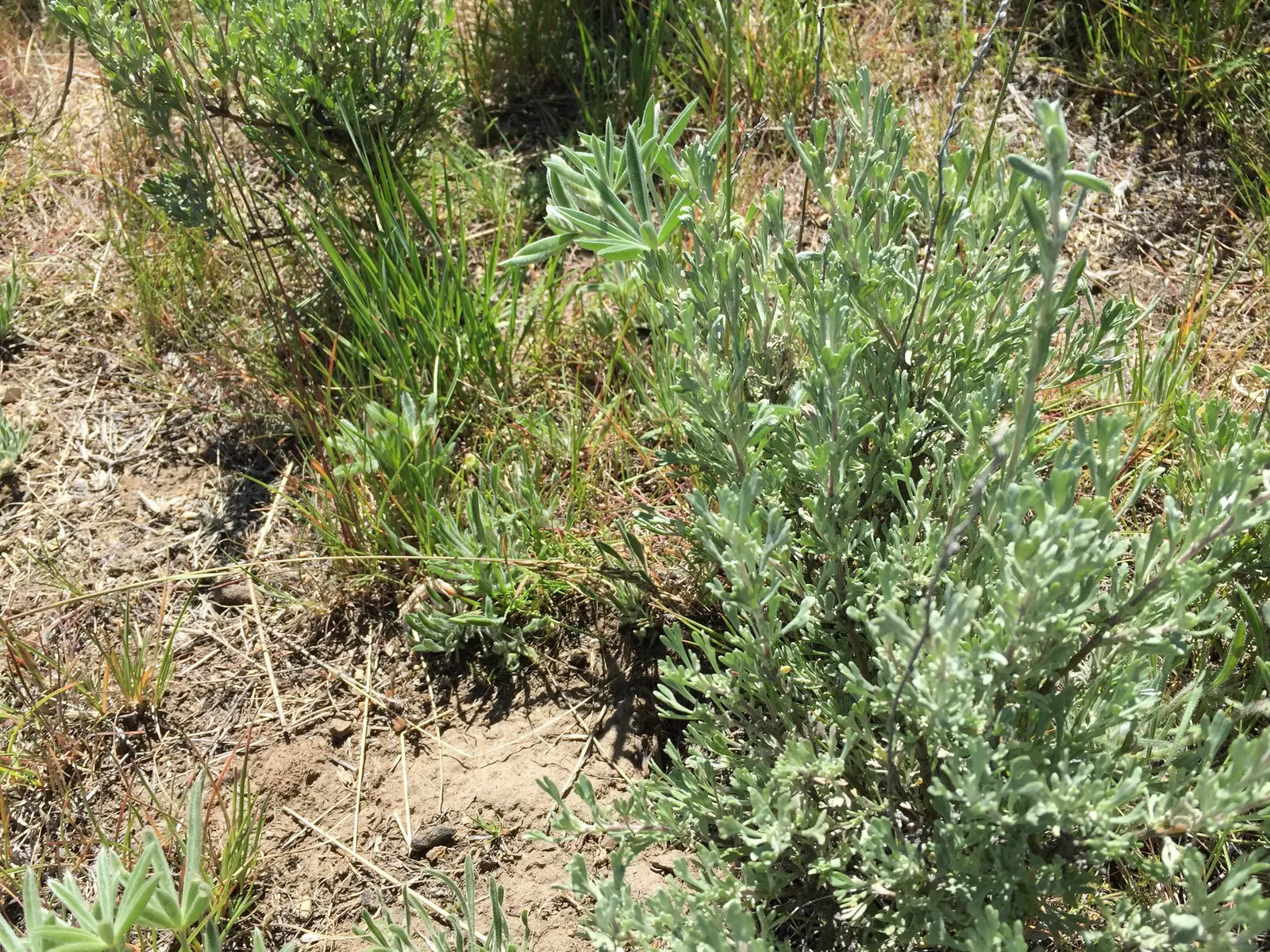 Big Basin Sagebrush (Artemisia Tridentata) — earthy fragrance especially evident after rainfall; providing shelter and food for local wildlife, image 65