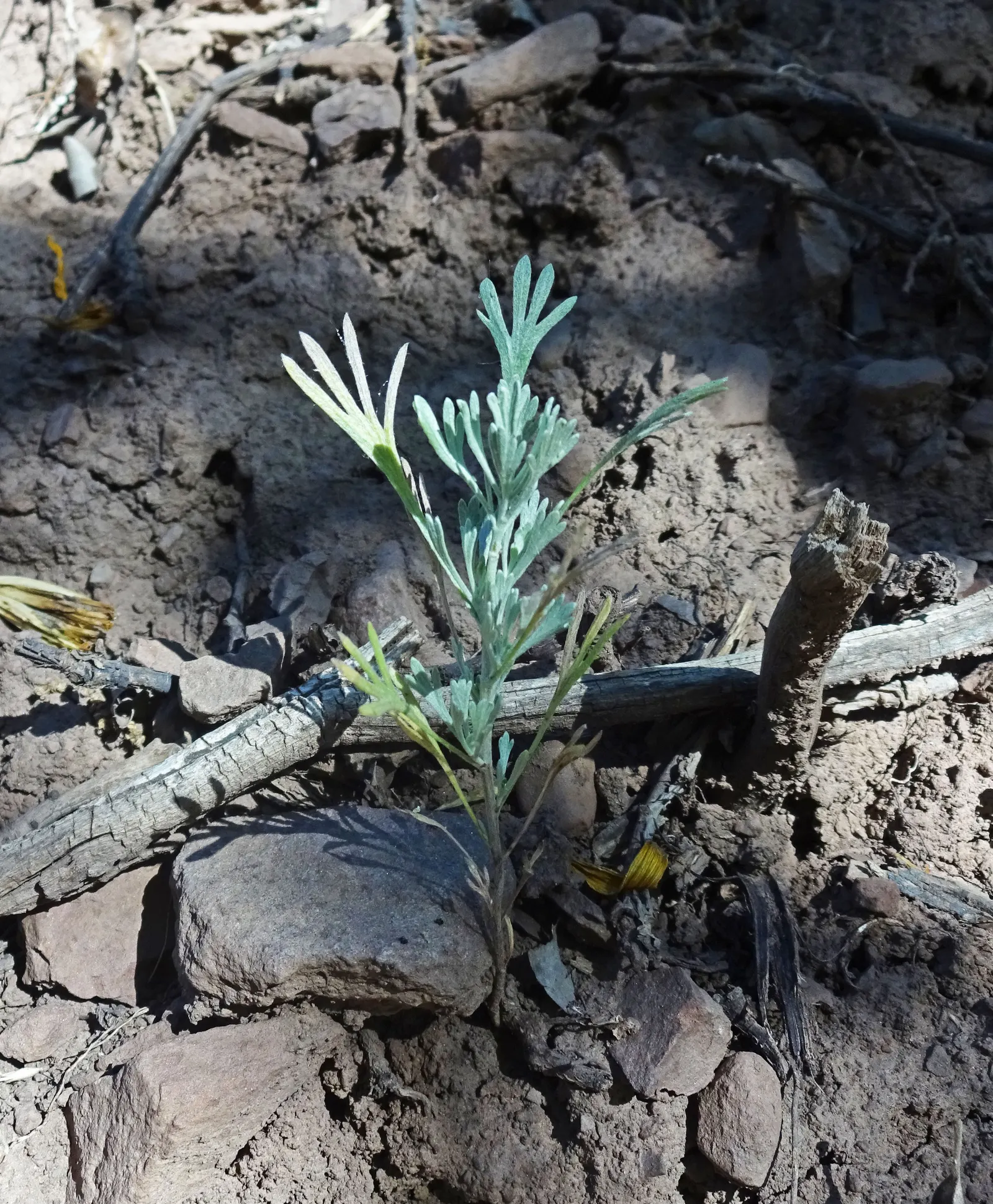 Big Basin Sagebrush (Artemisia Tridentata) — is a hardy and versatile perennial shrub; this drought-resistant perennial provides year-round interest and is