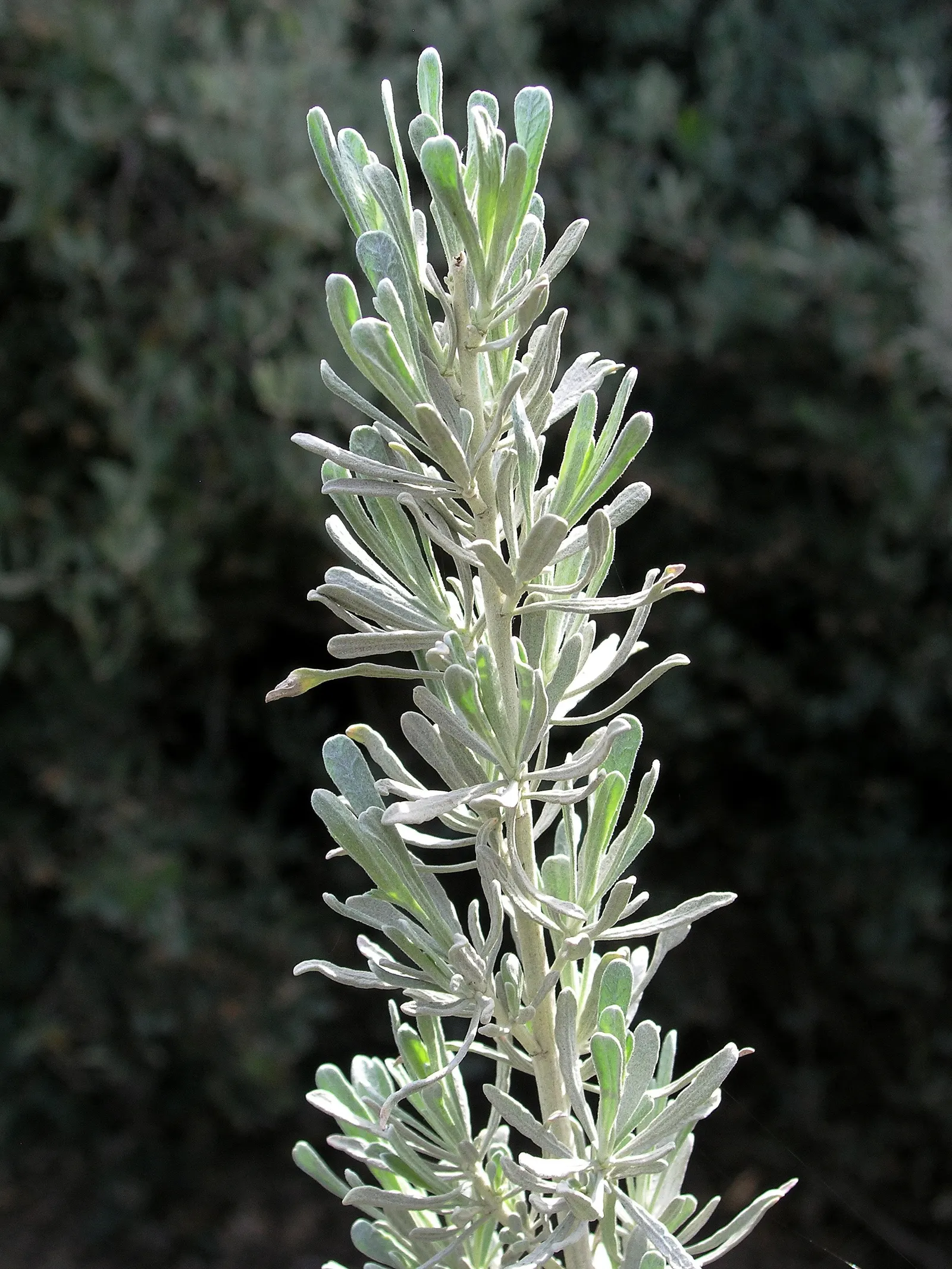 Big Basin Sagebrush (Artemisia Tridentata) — The Big Basin Sagebrush is also an important habitat plant; mature specimens typically reach heights, image 67