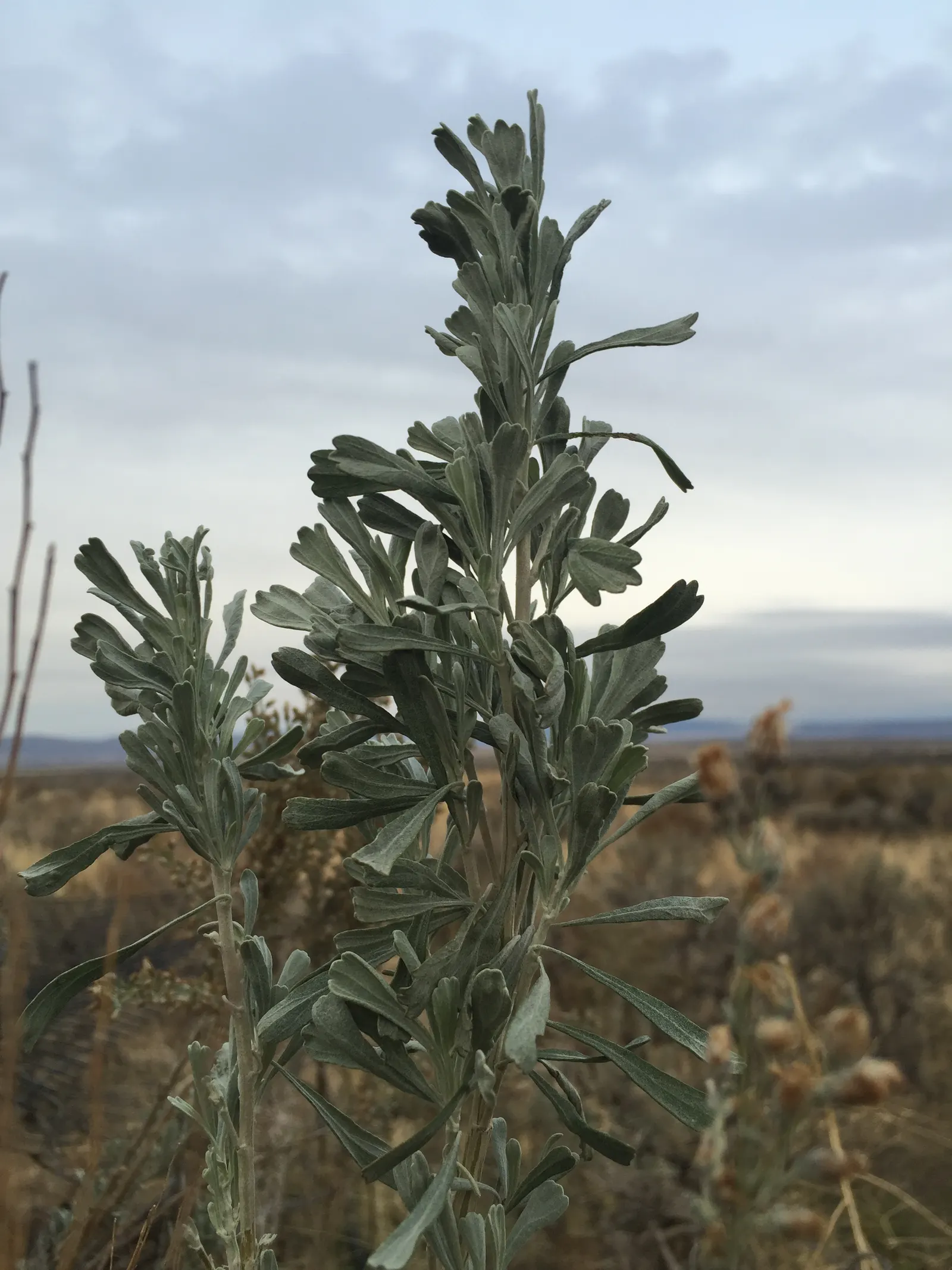 Big Basin Sagebrush (Artemisia Tridentata) — thriving in well-draining conditions with full sun exposure; supporting local wildlife and offering, image 63