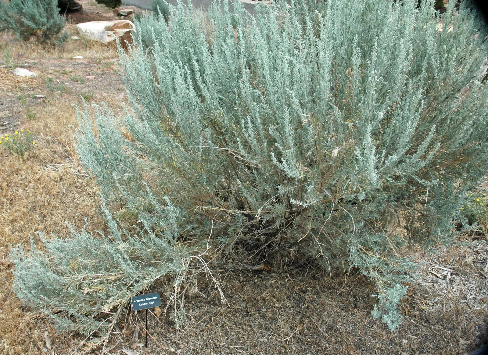 Big Basin Sagebrush (Artemisia Tridentata) — allowing for an expansive; quintessential to the arid landscapes of the Western United States