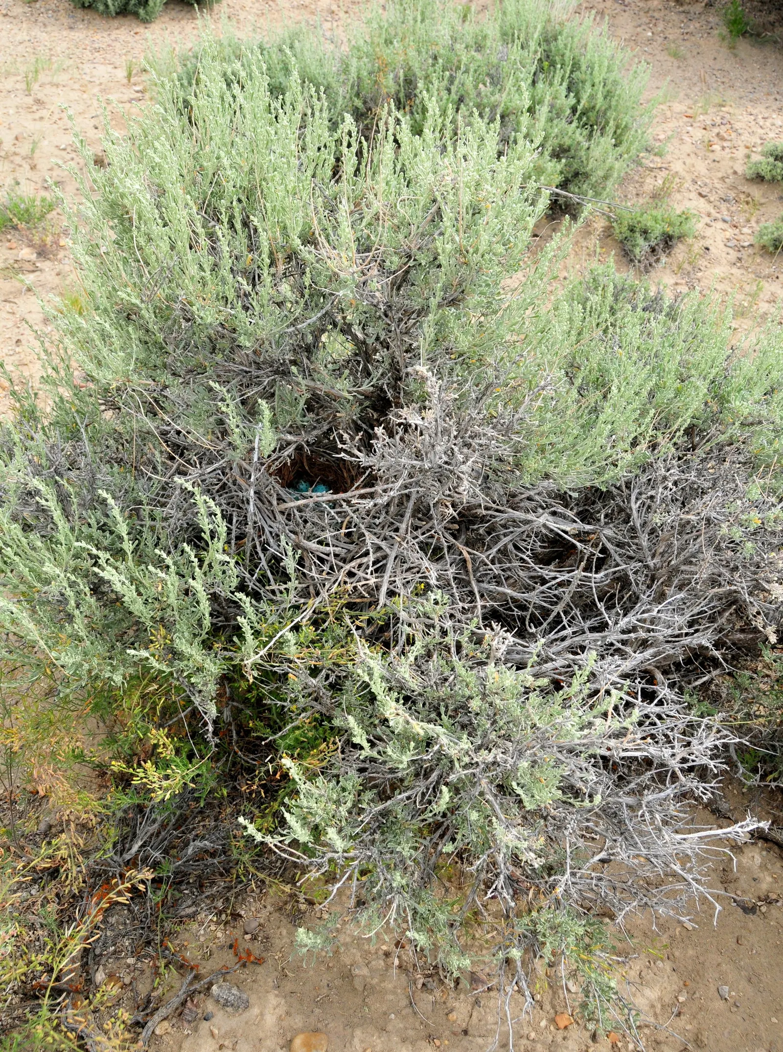 Big Basin Sagebrush (Artemisia Tridentata) — is a hardy and versatile perennial shrub