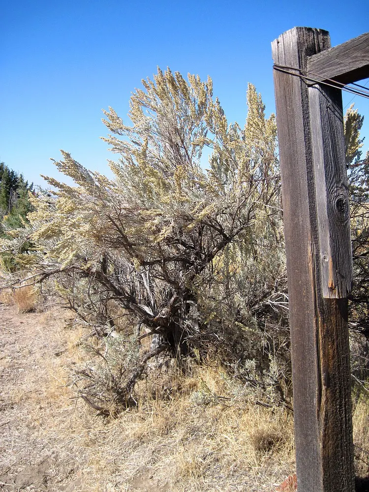 Big Basin Sagebrush (Artemisia Tridentata) — Mature specimens typically reach heights between 2 to 4 feet; the Big Basin Sagebrush is also an, image 58