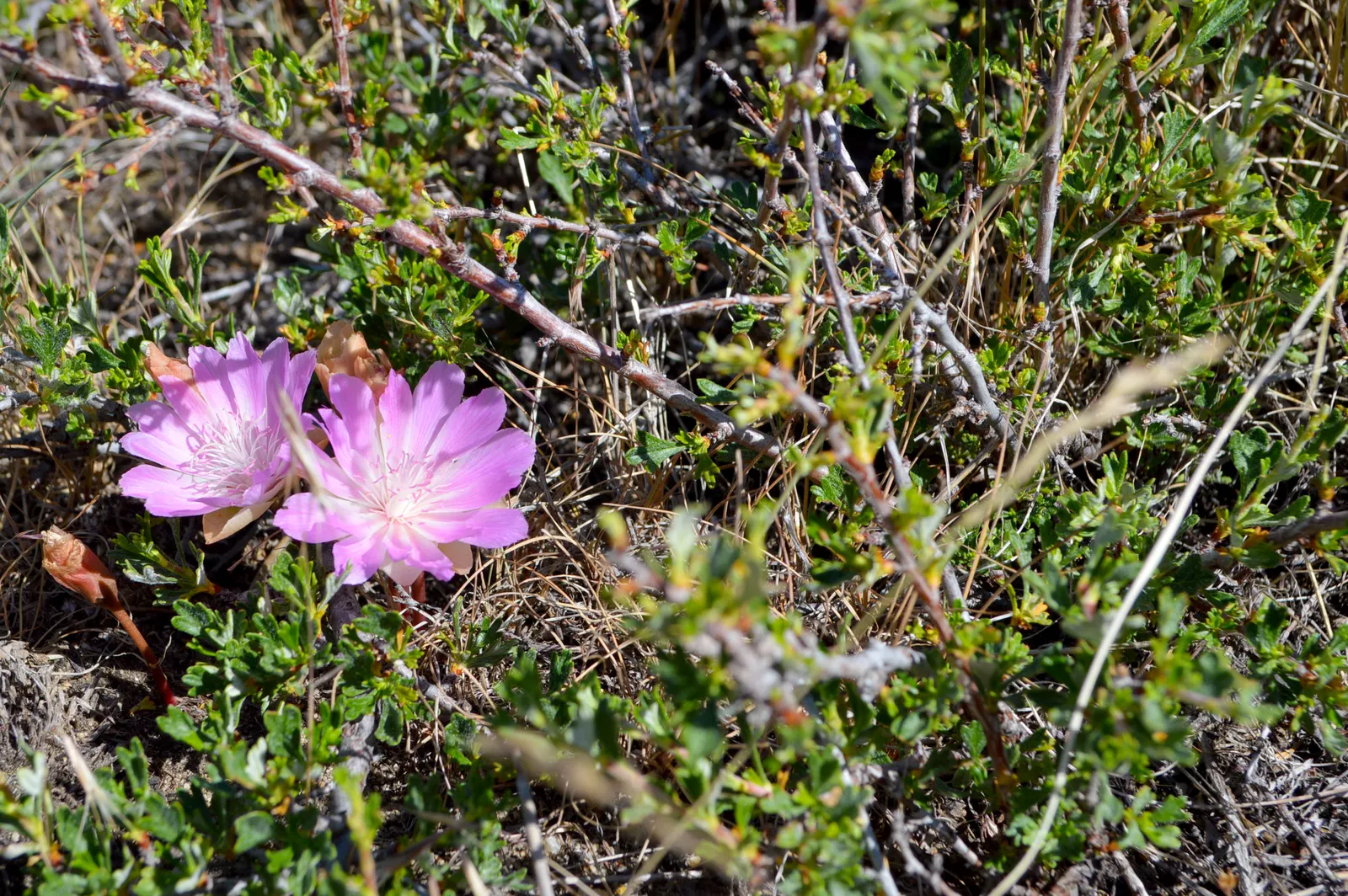 Big Basin Sagebrush (Artemisia Tridentata) — providing shelter and food for local wildlife